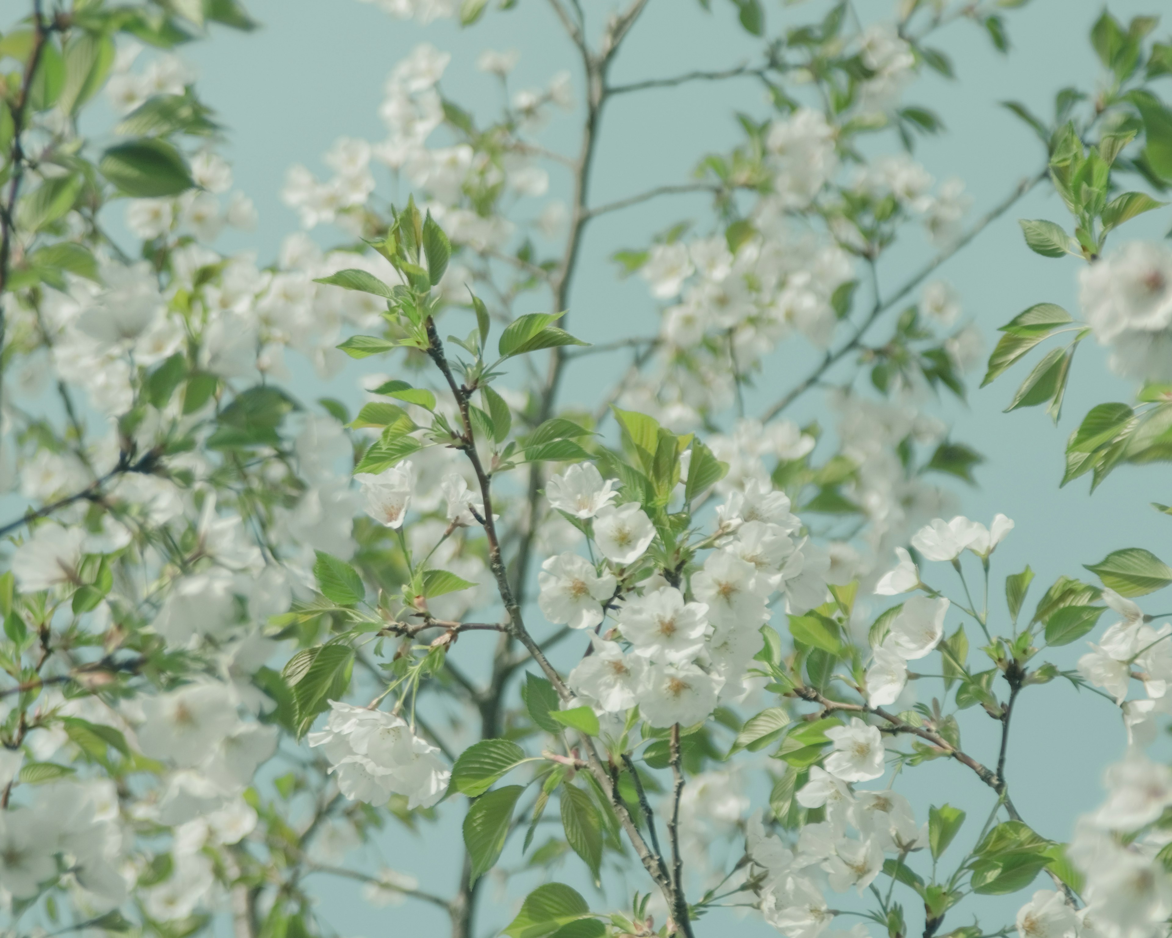 Branches with white flowers and green leaves against a blue background