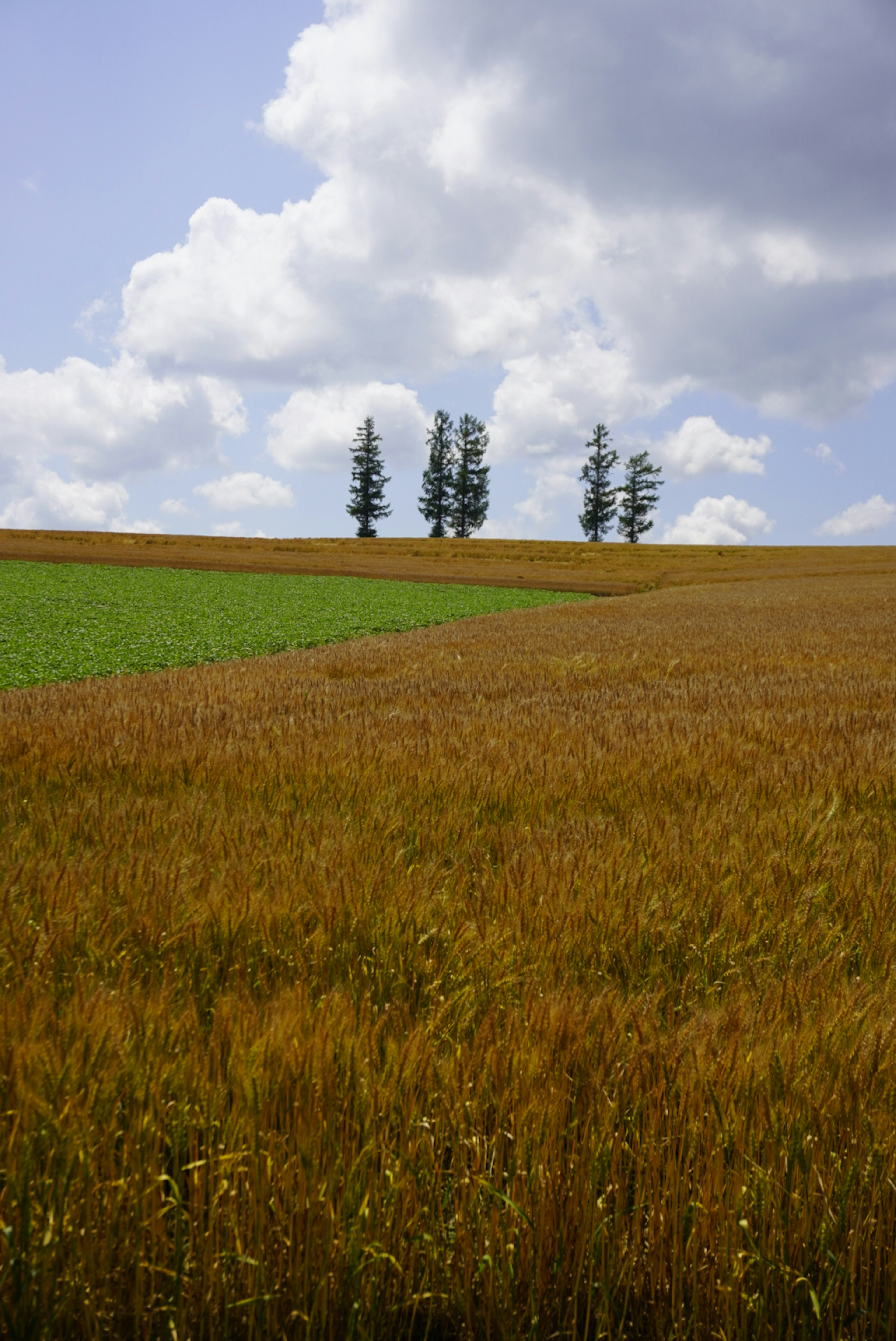 Paisaje con campos de trigo dorados y un área de pasto verde bajo un cielo azul con nubes blancas