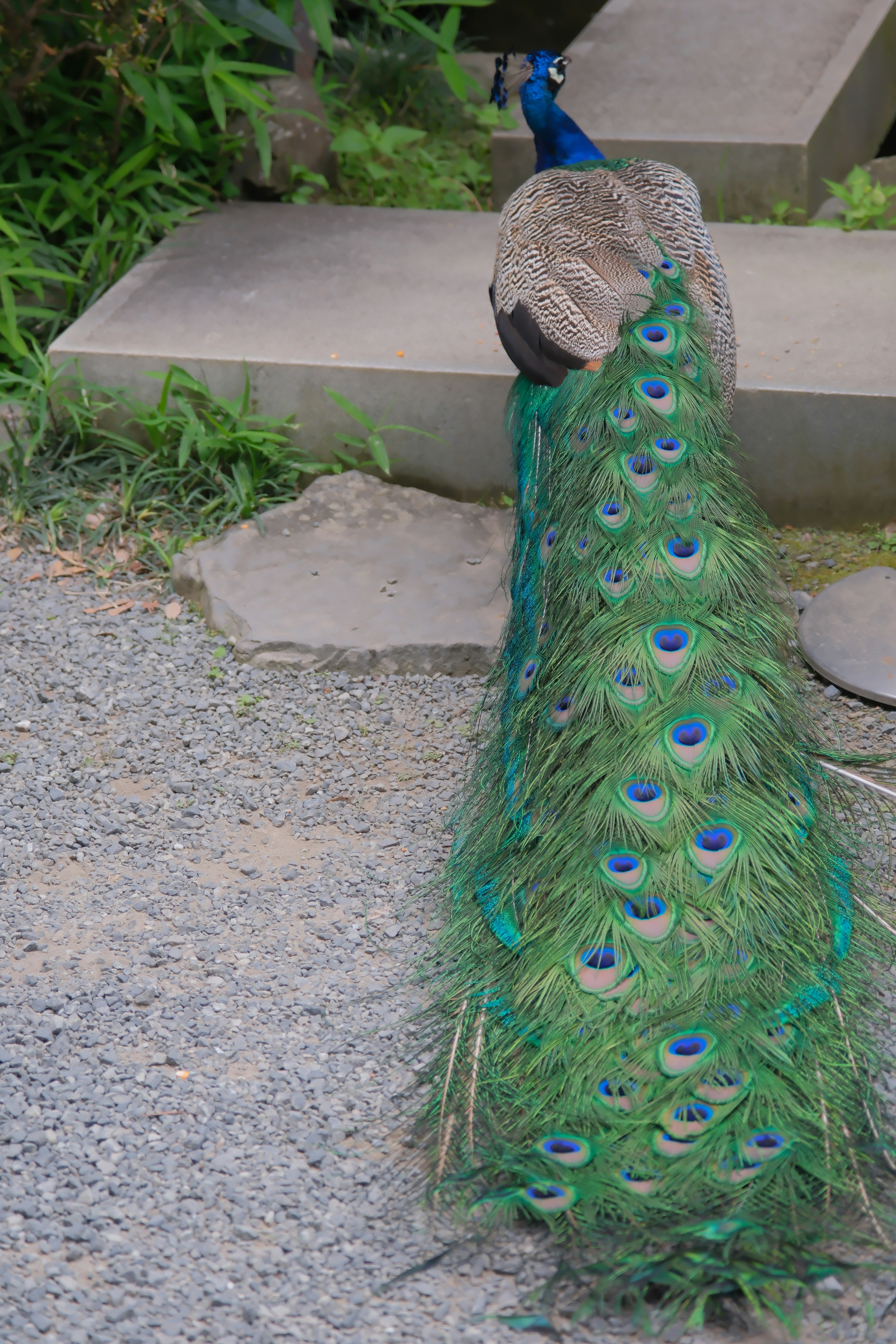 A beautiful peacock displaying its vibrant green tail