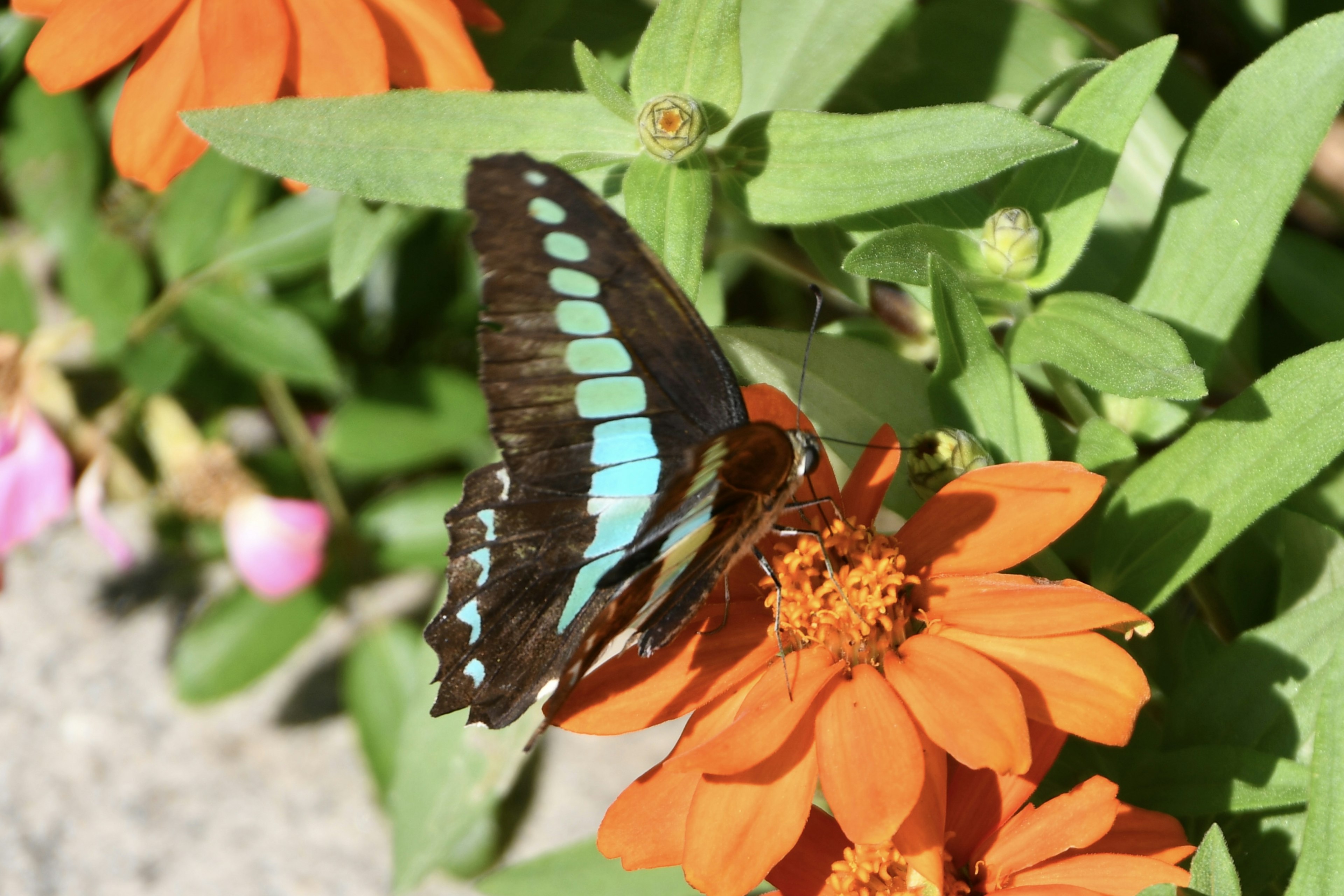 美しい青い模様の蝶がオレンジの花に止まっている