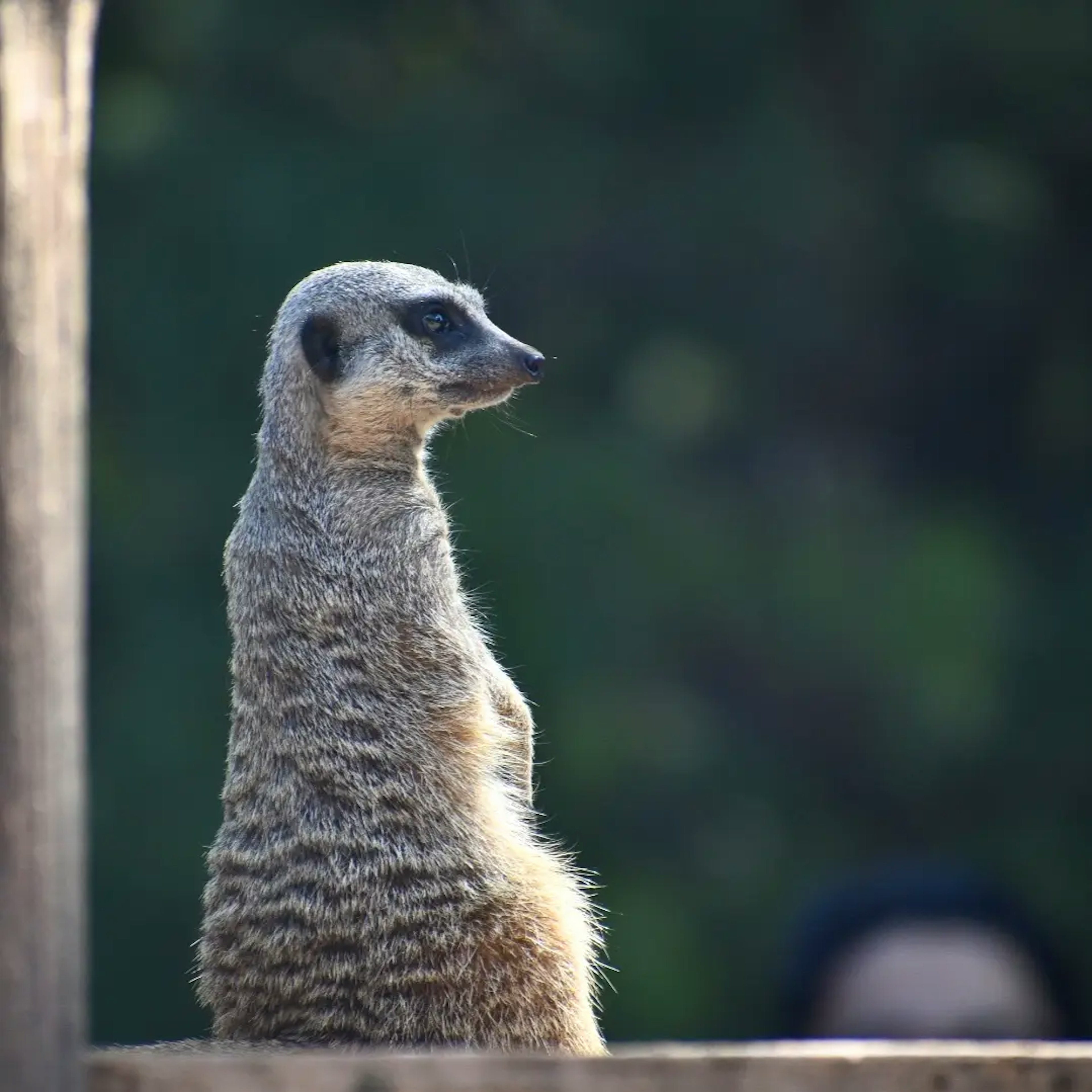 Side view of a meerkat standing upright