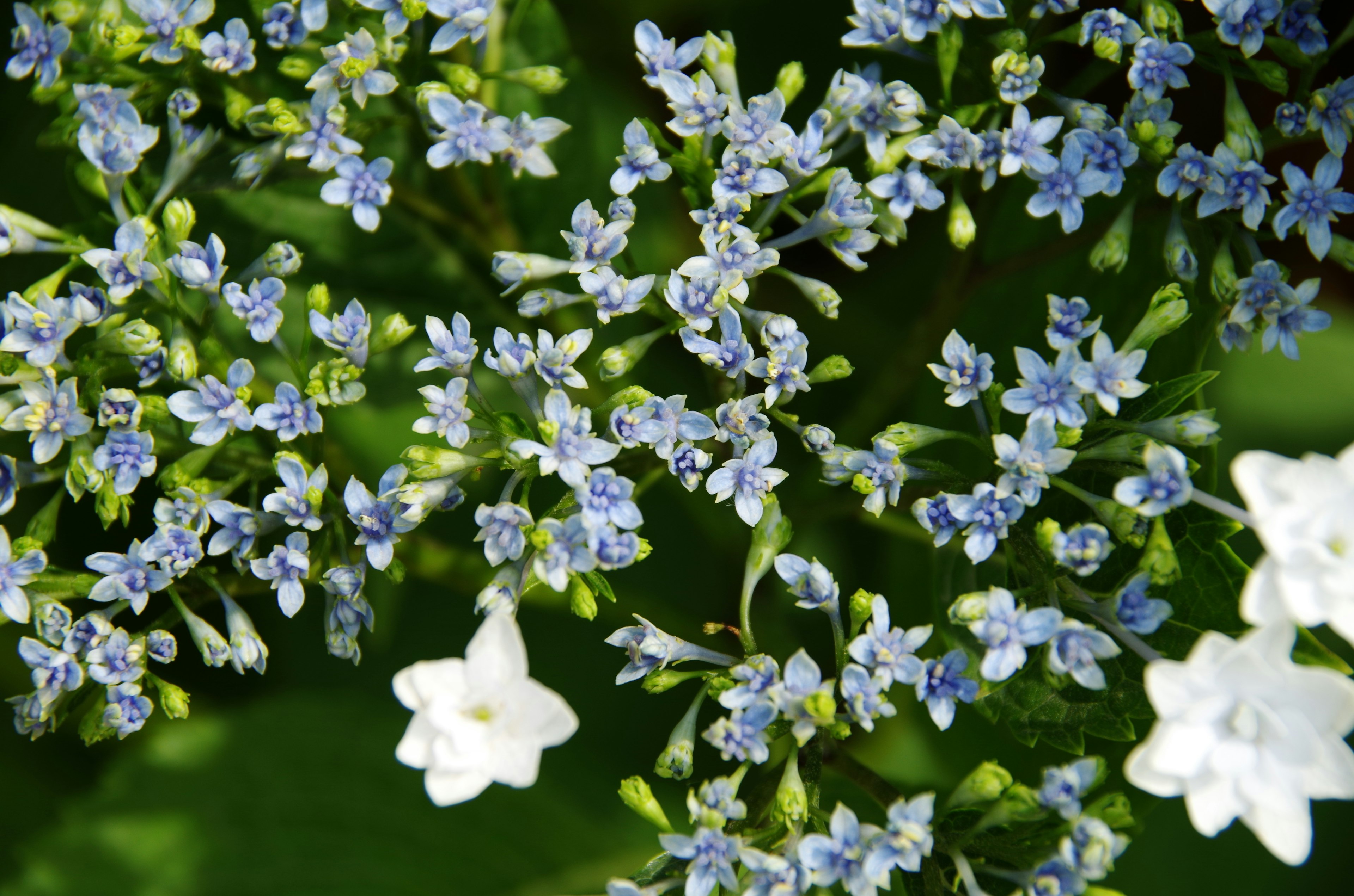 Una hermosa planta con racimos de flores azules y blancas