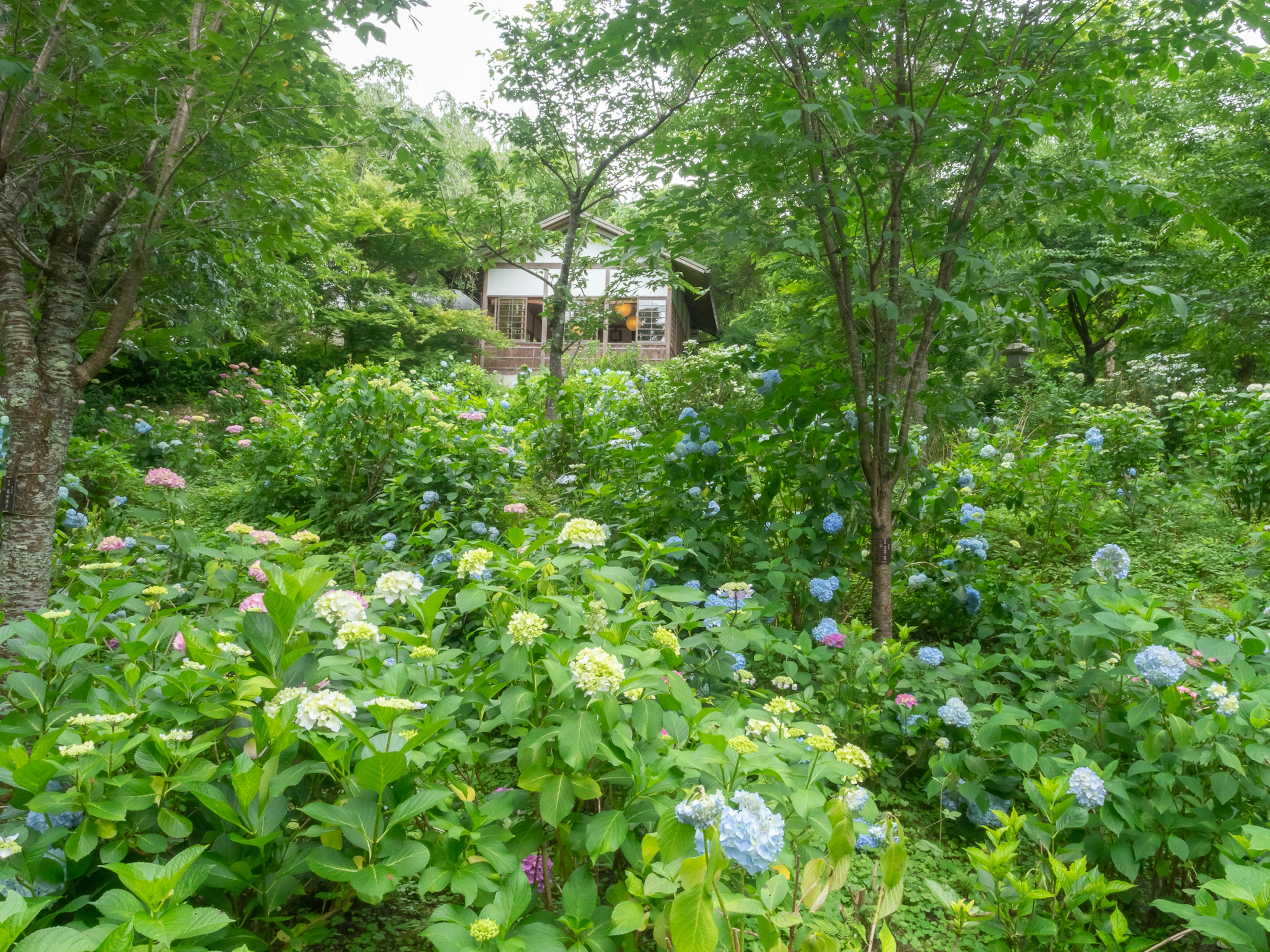 郁郁蔥蔥的花園景象，盛開的藍色繡球花和樹木