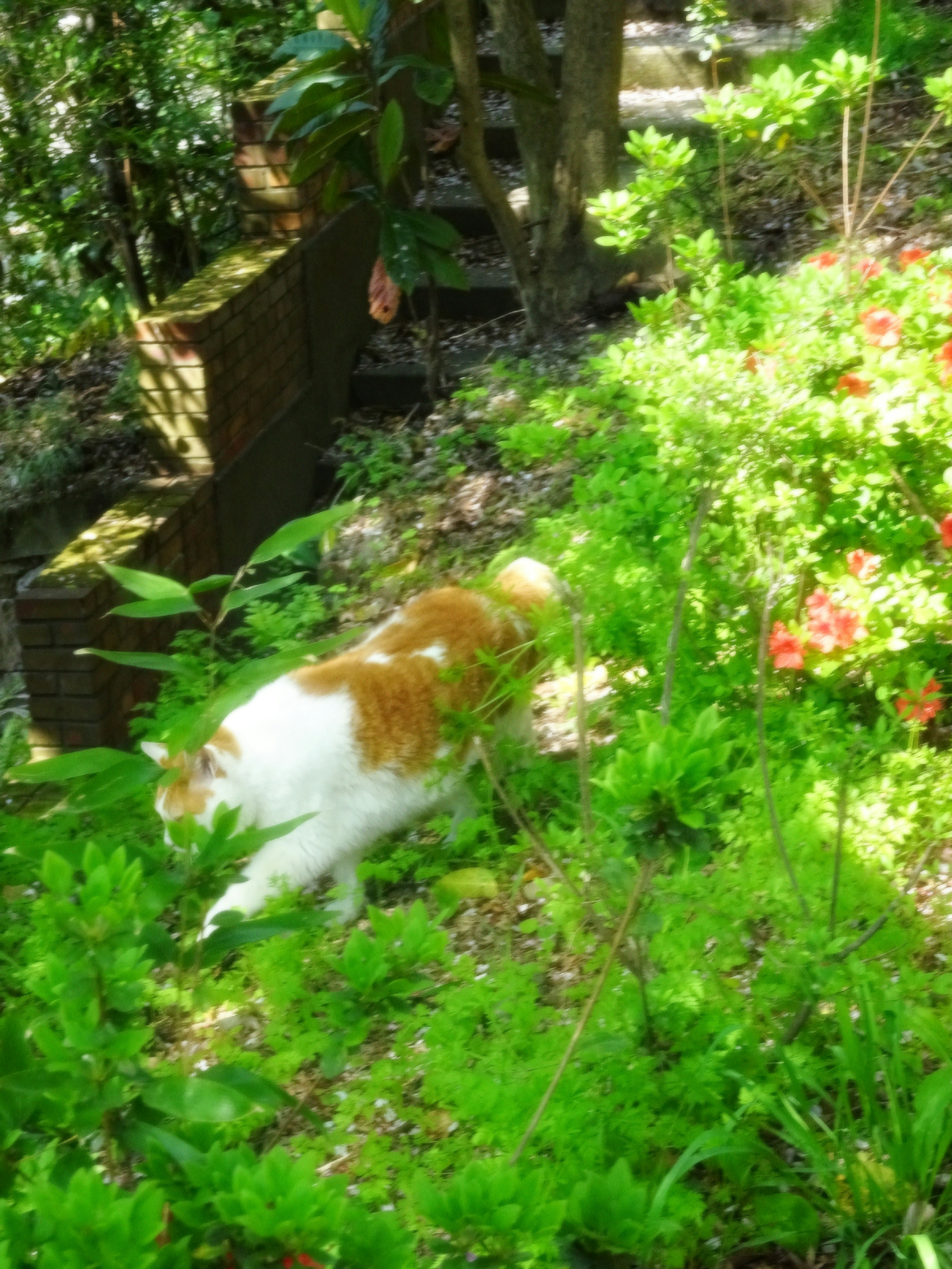 A ginger and white cat walking through a lush green garden