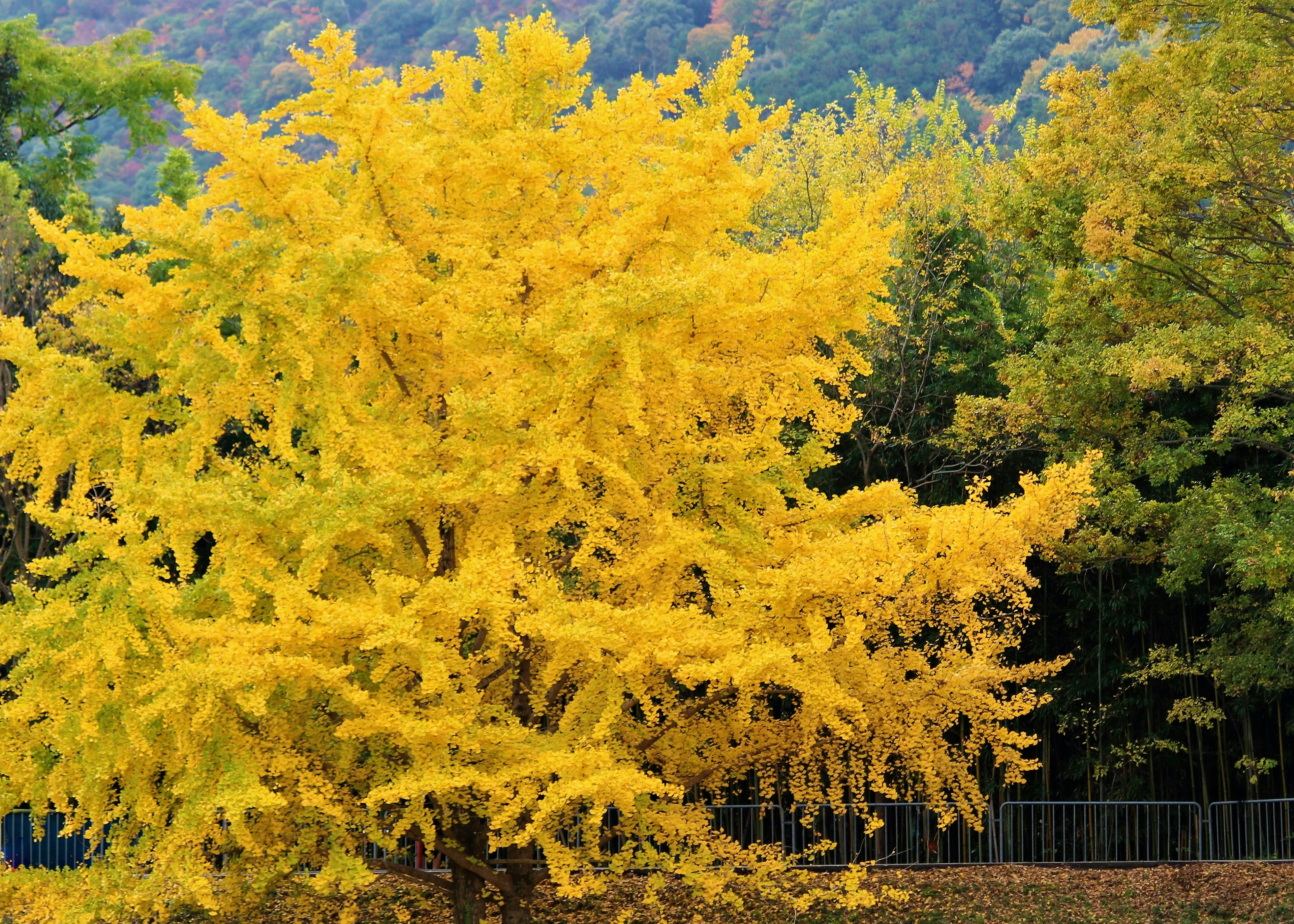 Albero di ginkgo giallo vivace con alberi verdi sullo sfondo