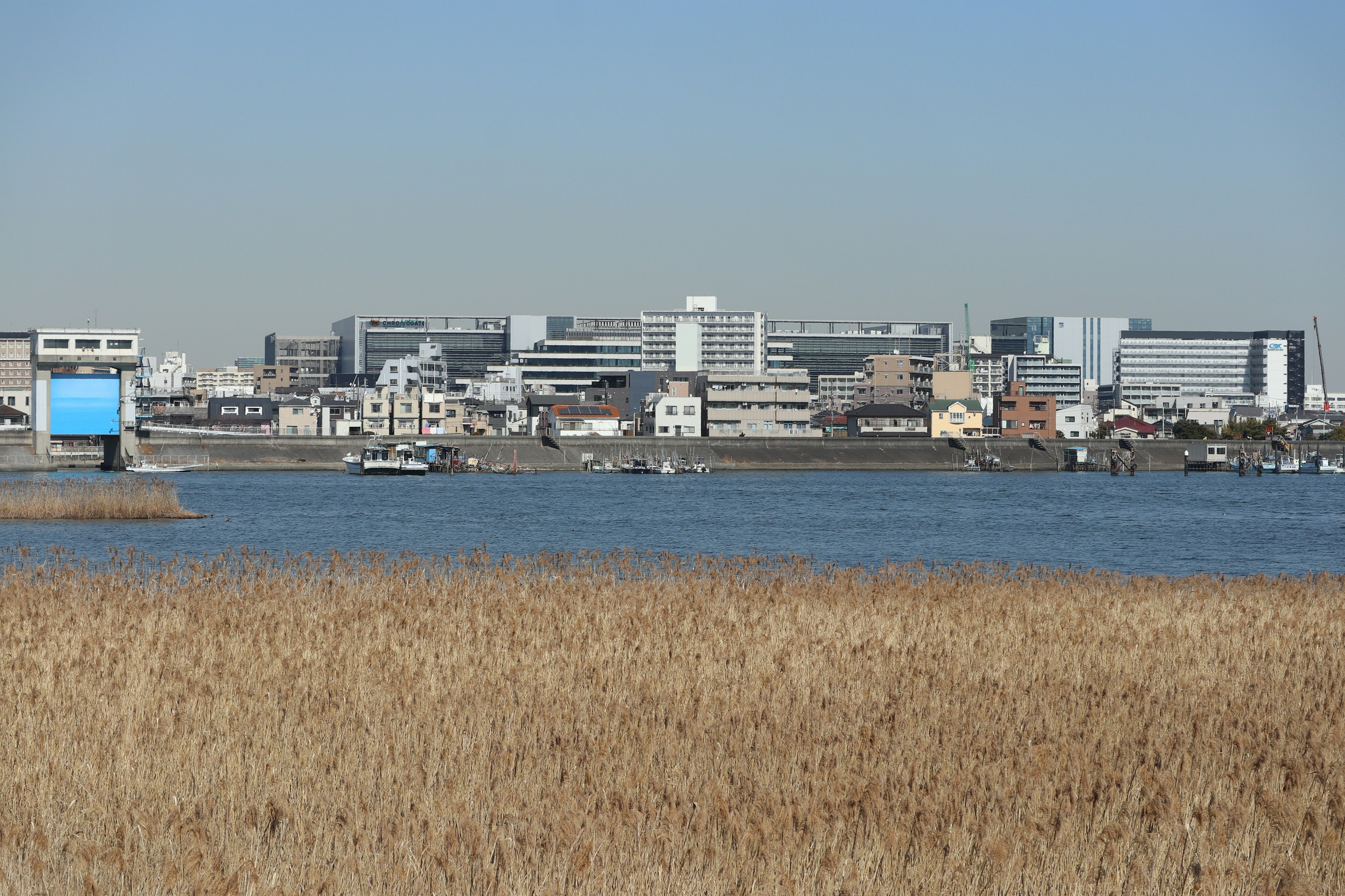 Expansive grassland by the waterside with distant city buildings