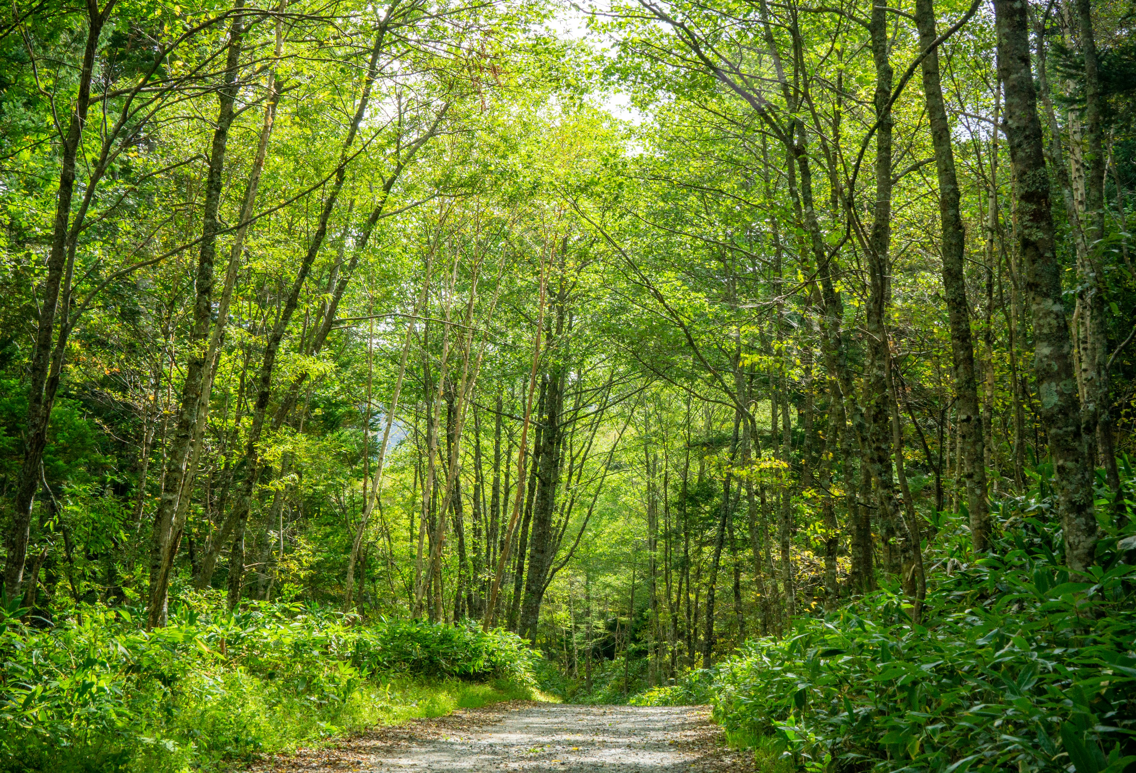 Un sendero verde rodeado de altos árboles y follaje vibrante