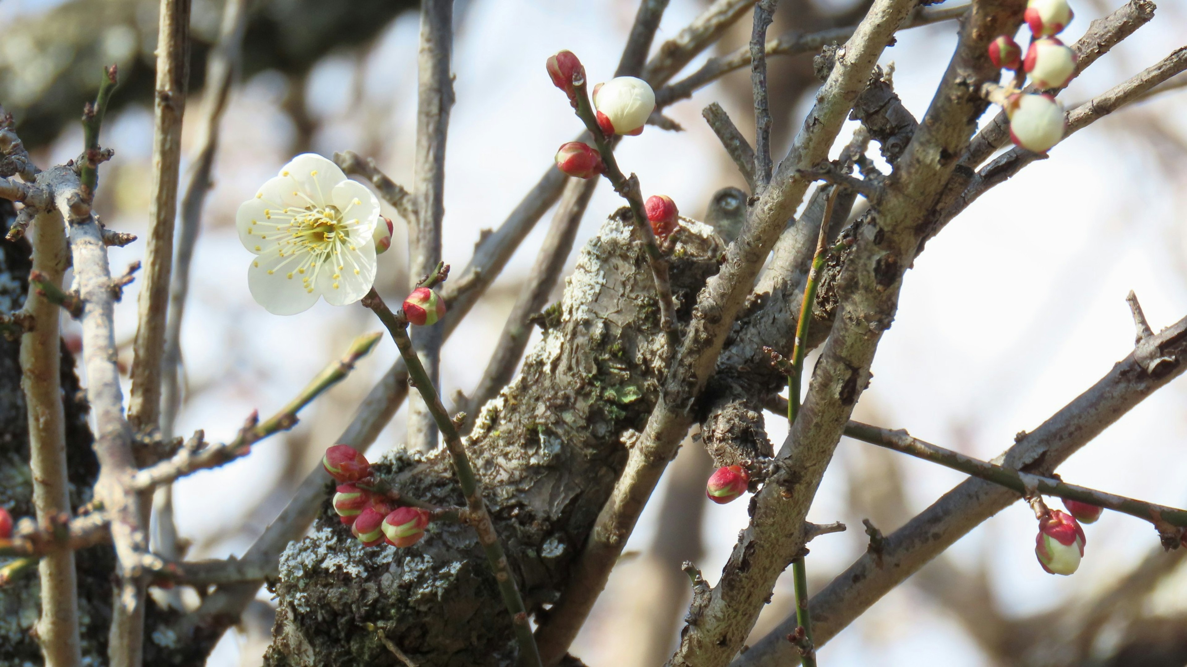 Nahaufnahme von Pflaumenblüten, die an Zweigen zu blühen beginnen