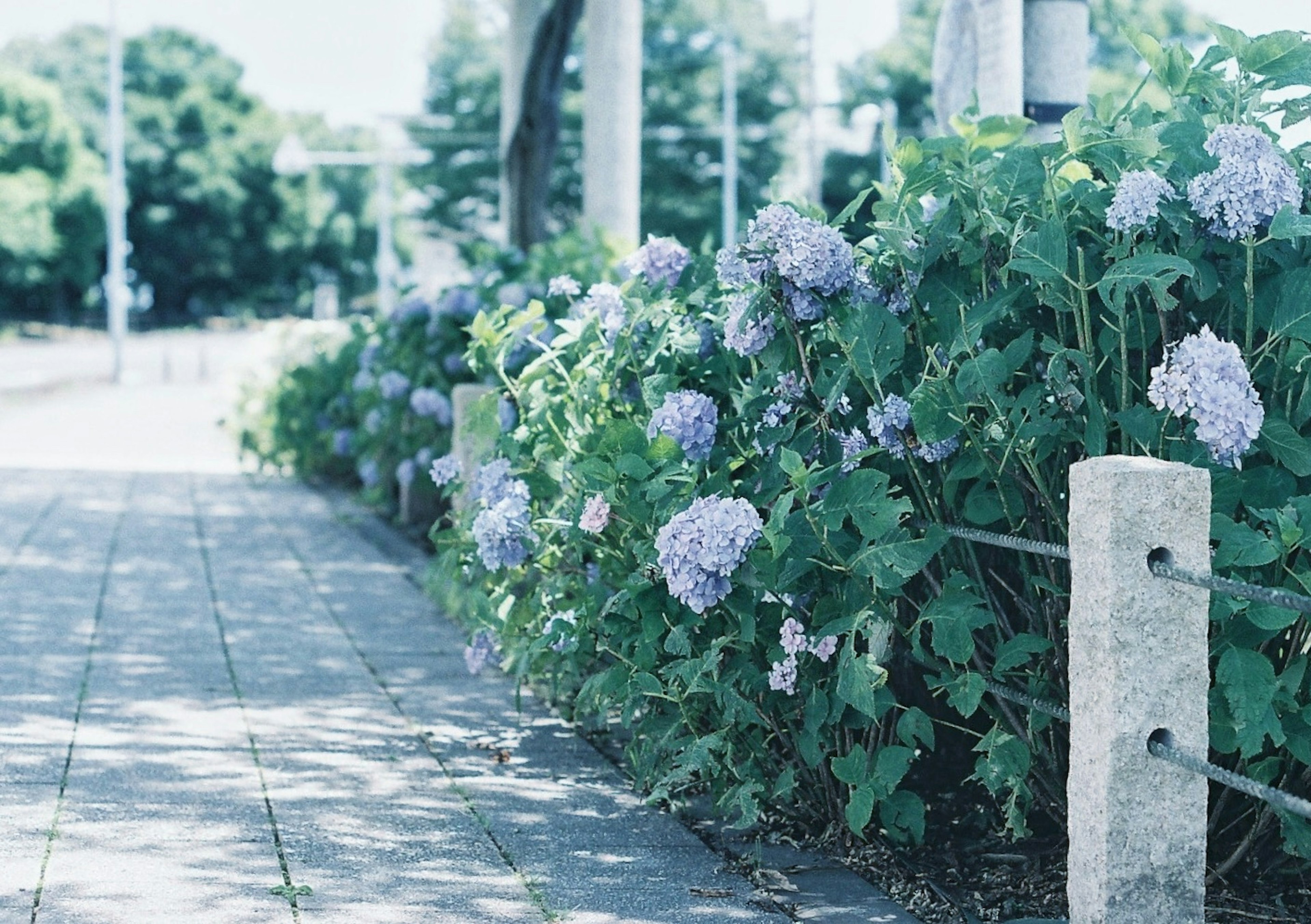 青い紫陽花が咲く歩道の風景