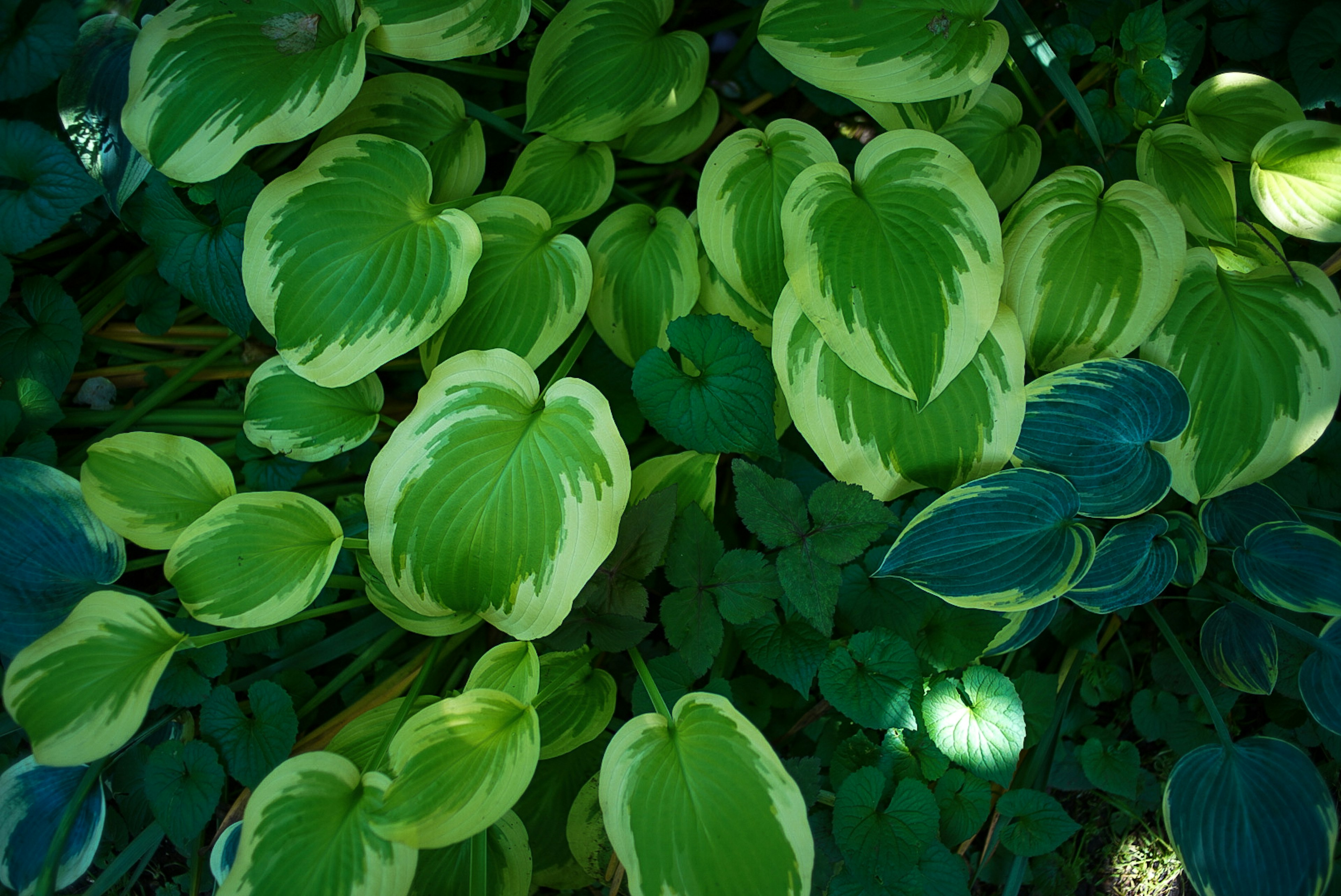 緑色とクリーム色の葉を持つホスタの植物