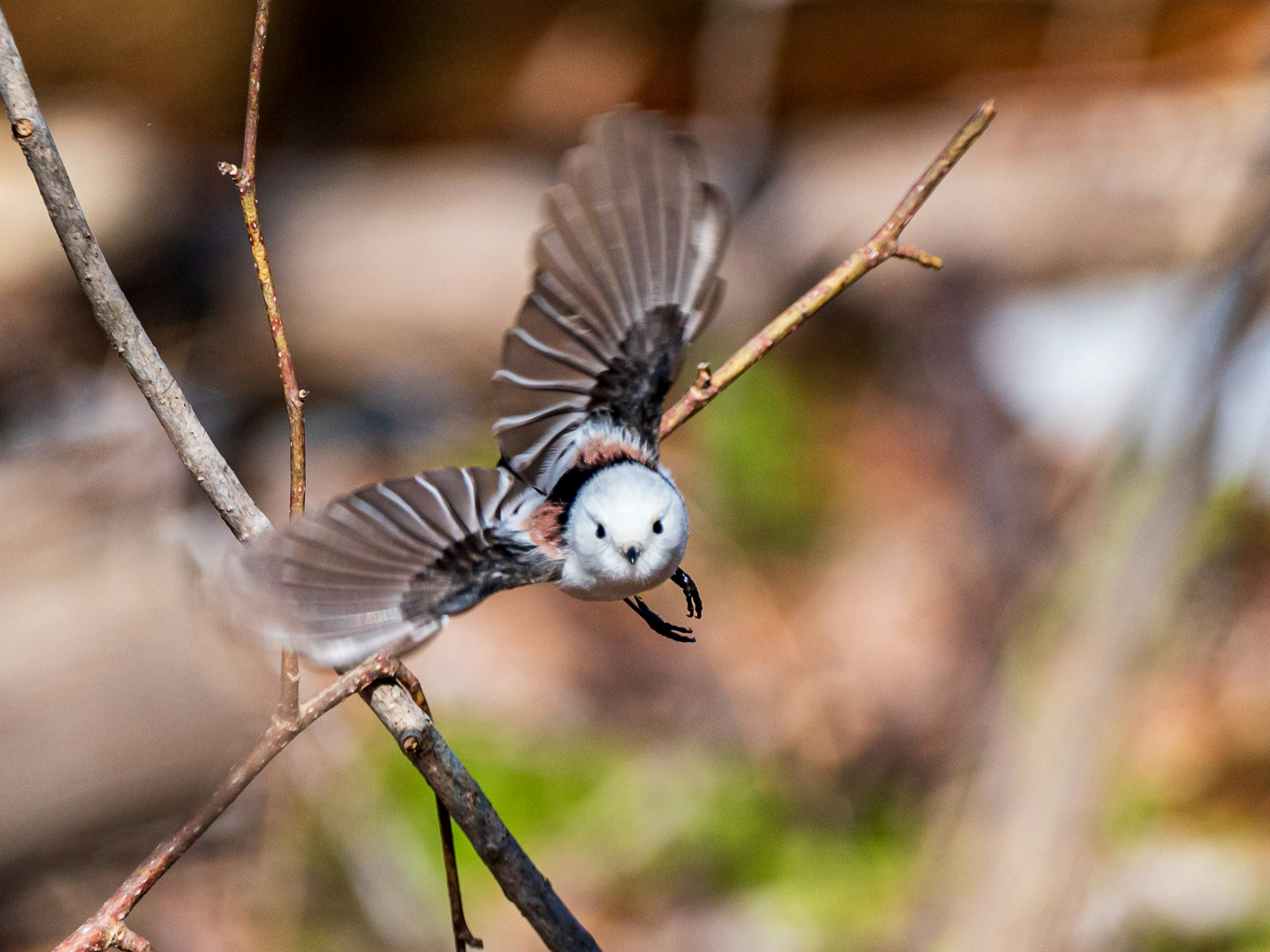 Ein kleiner Vogel, der auf einem Ast sitzt und die Flügel ausbreitet