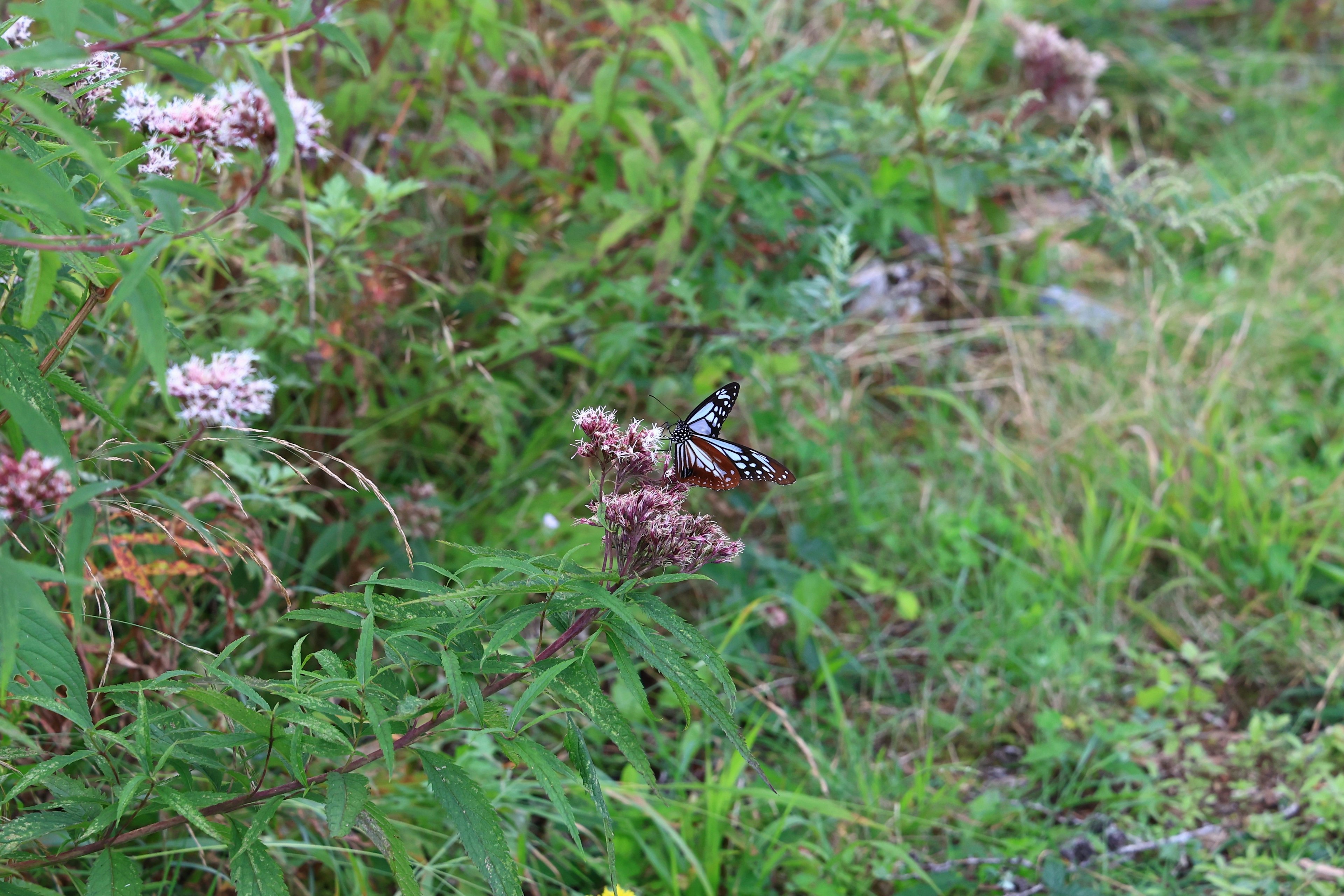 色とりどりの花と緑の草が生い茂る中に蝶が止まっている風景