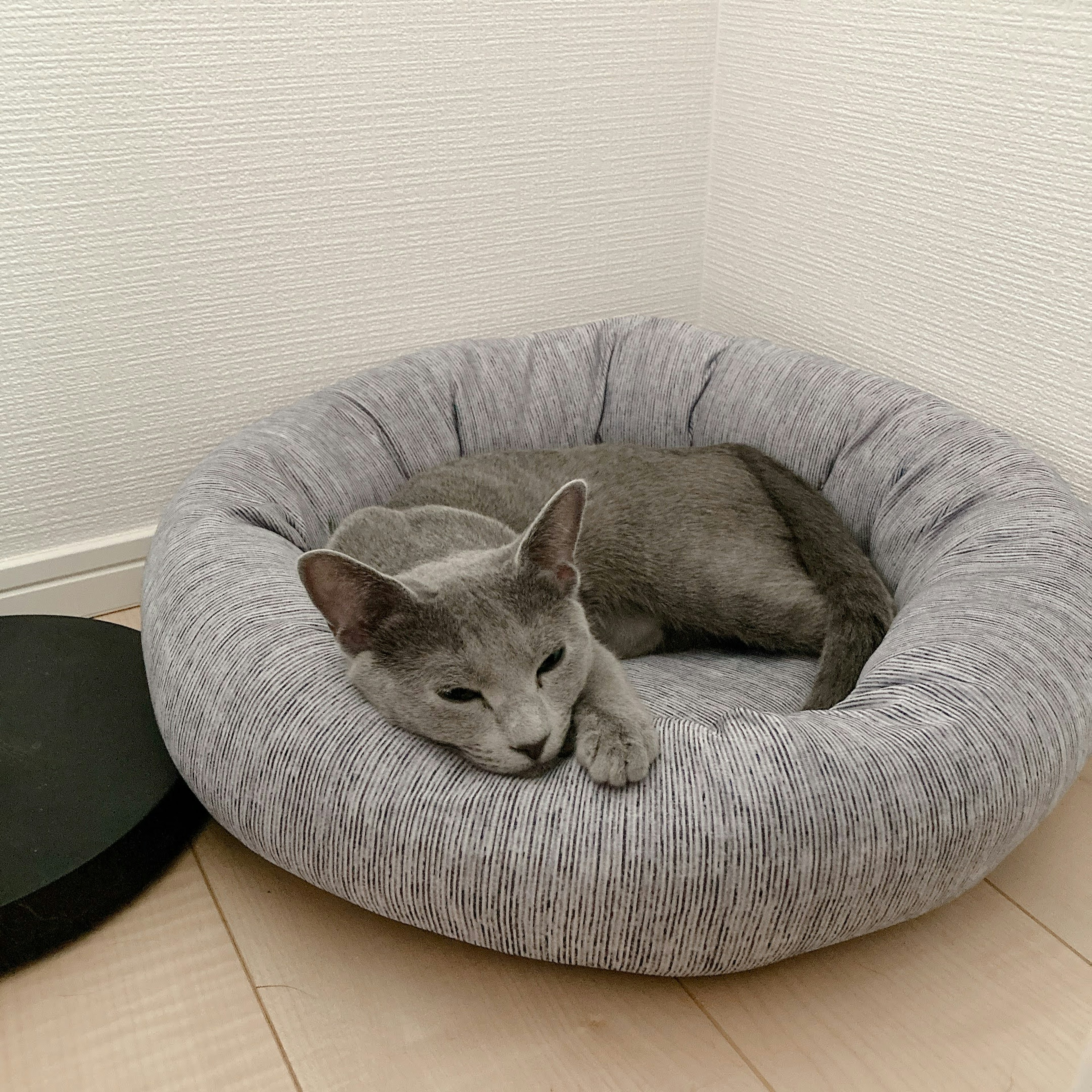 Gato gris descansando en una cama redonda acogedora