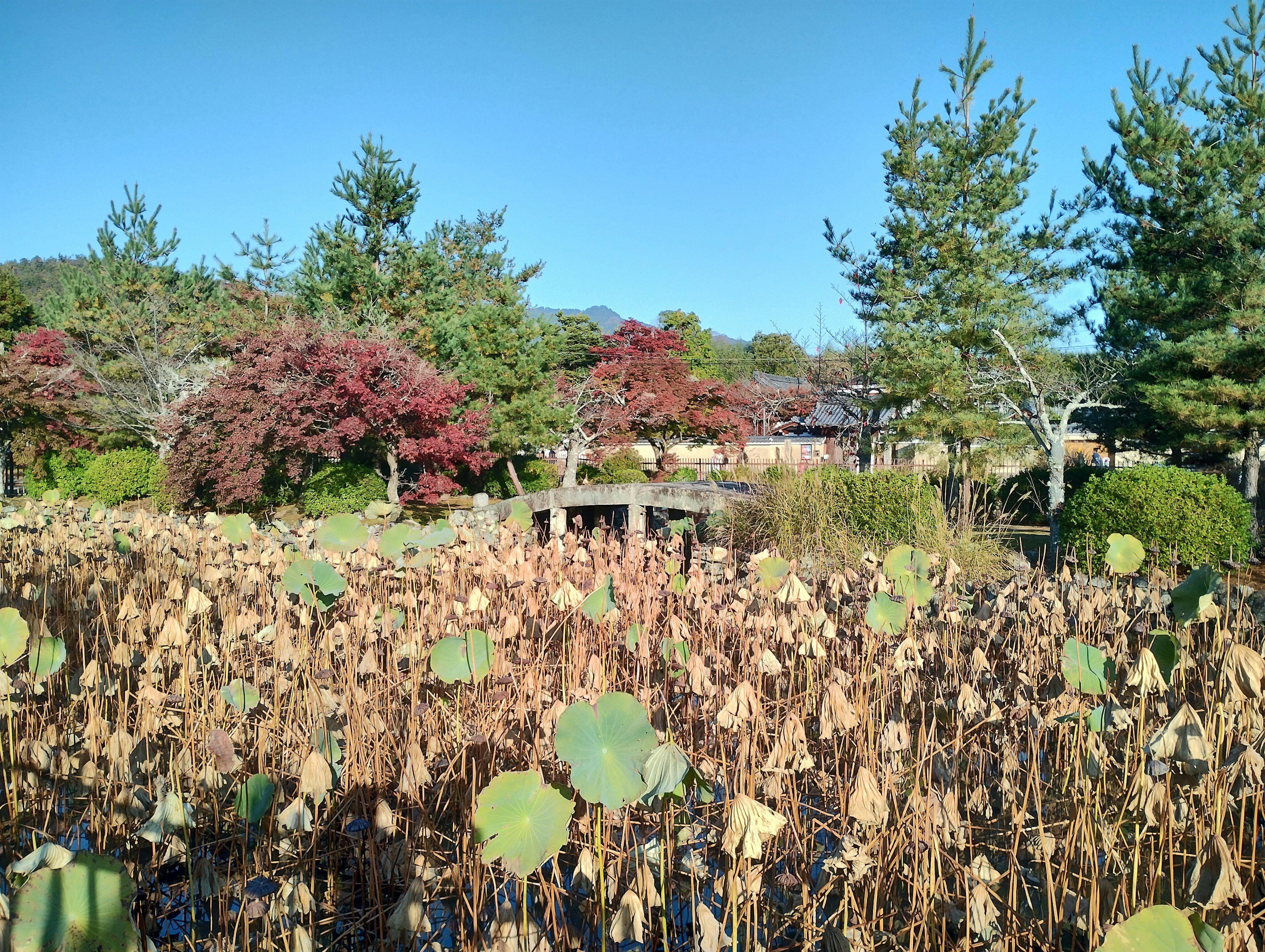 蓮の葉と枯れた茎が広がる風景に色づいた木々が映える