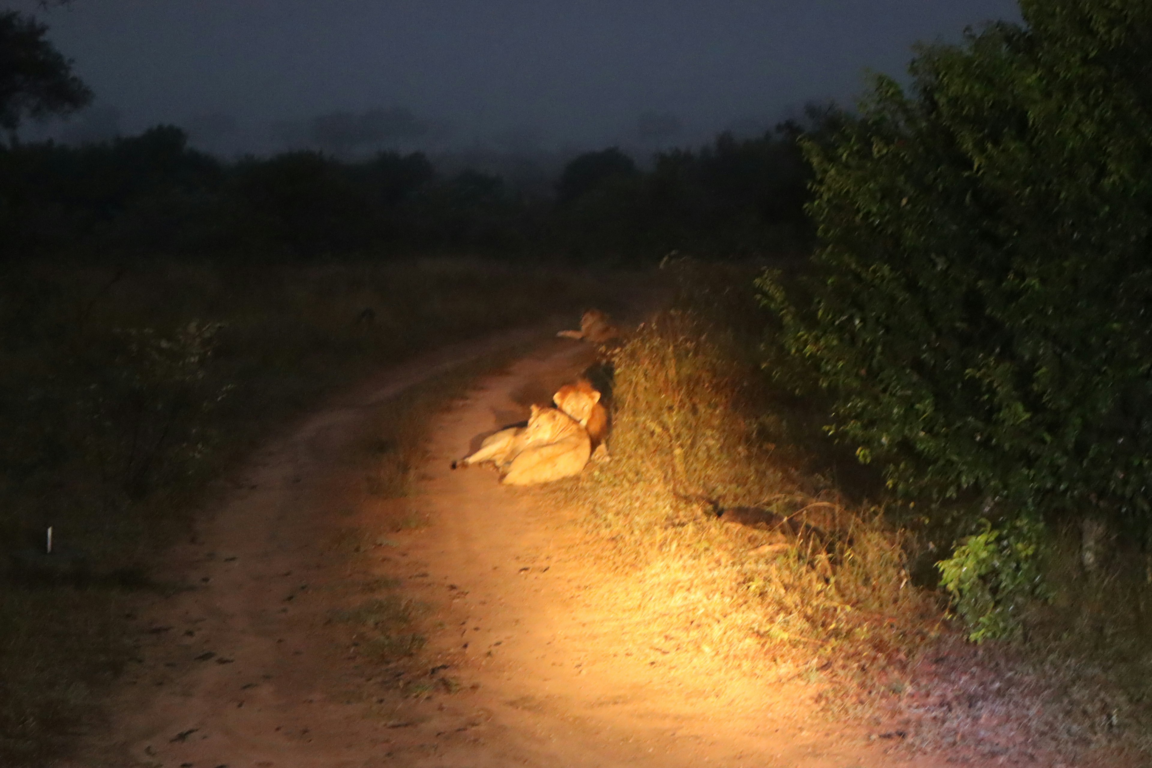 Grupo de leones descansando junto a un camino oscuro