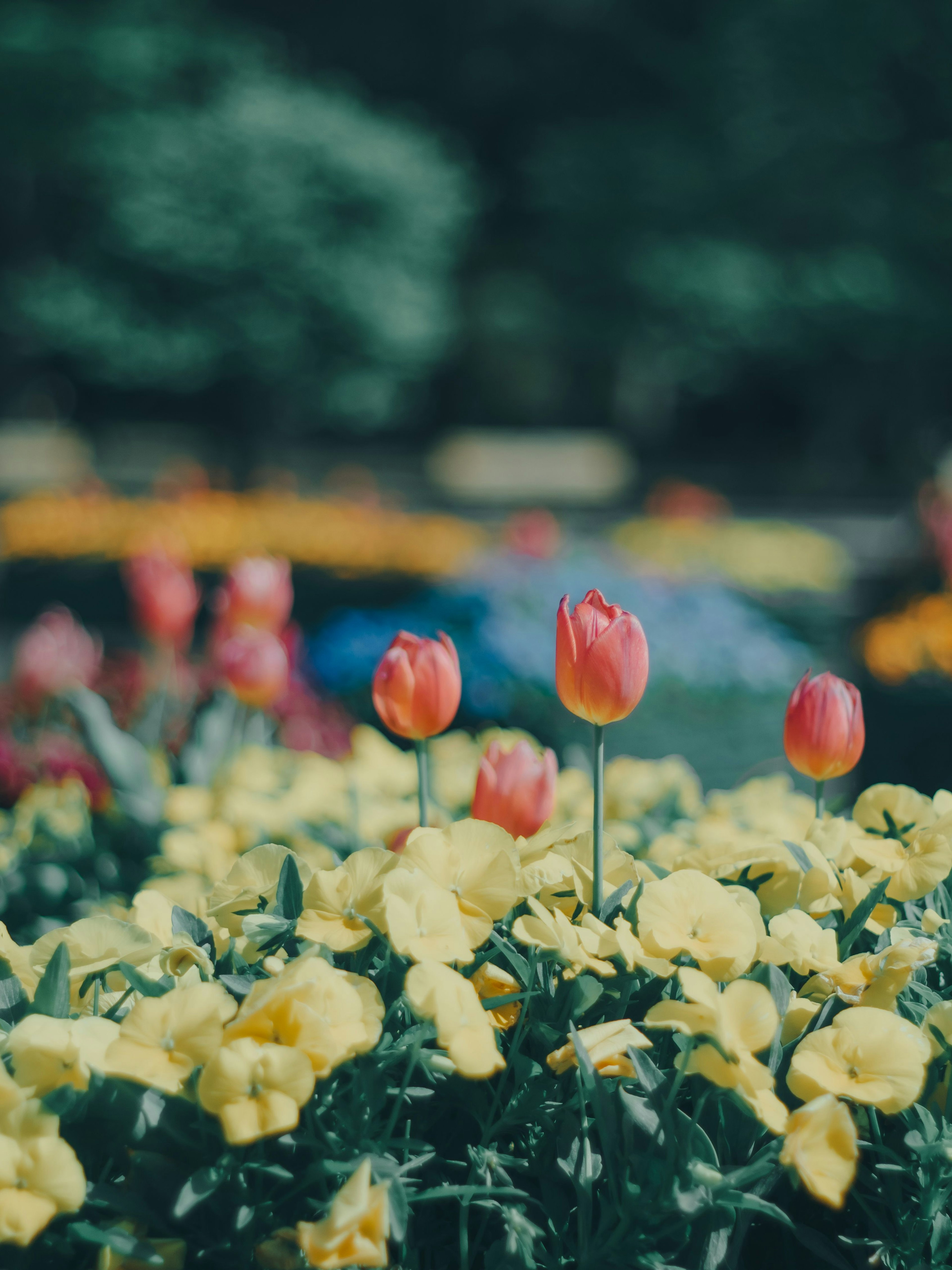 Kedekatan tulip berwarna-warni dan pansy kuning di kebun bunga
