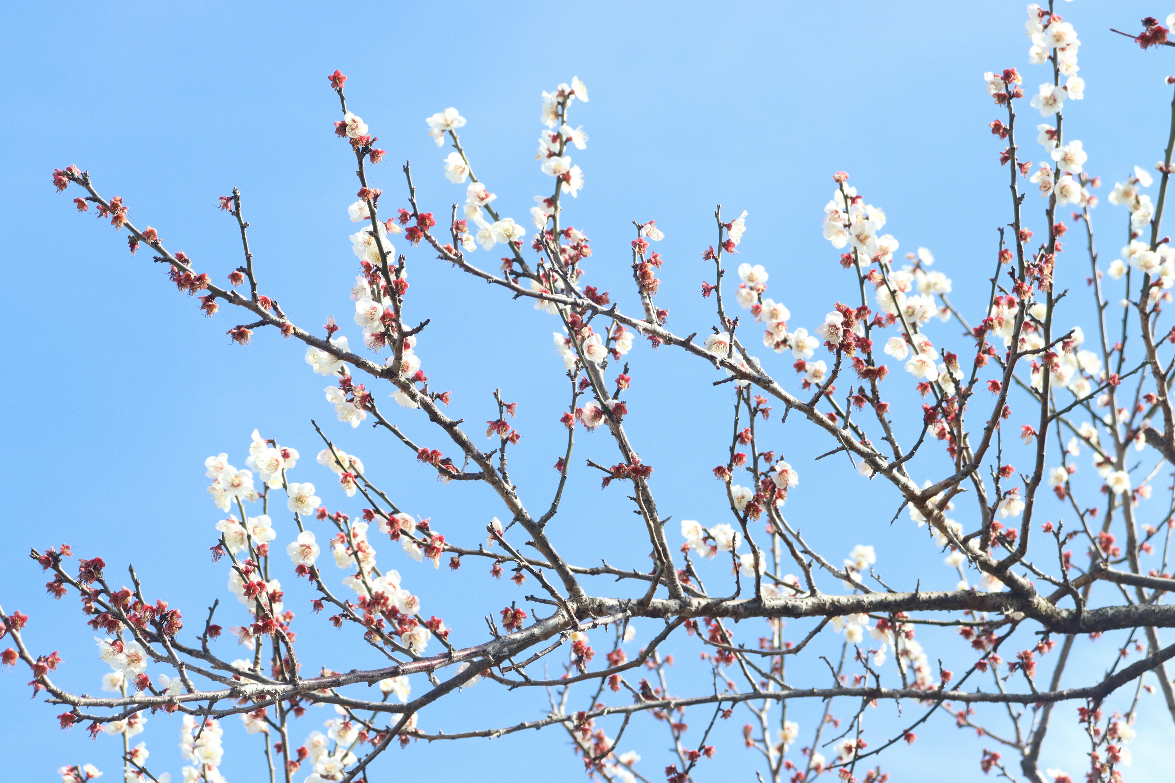 Ramas con flores blancas y brotes contra un cielo azul