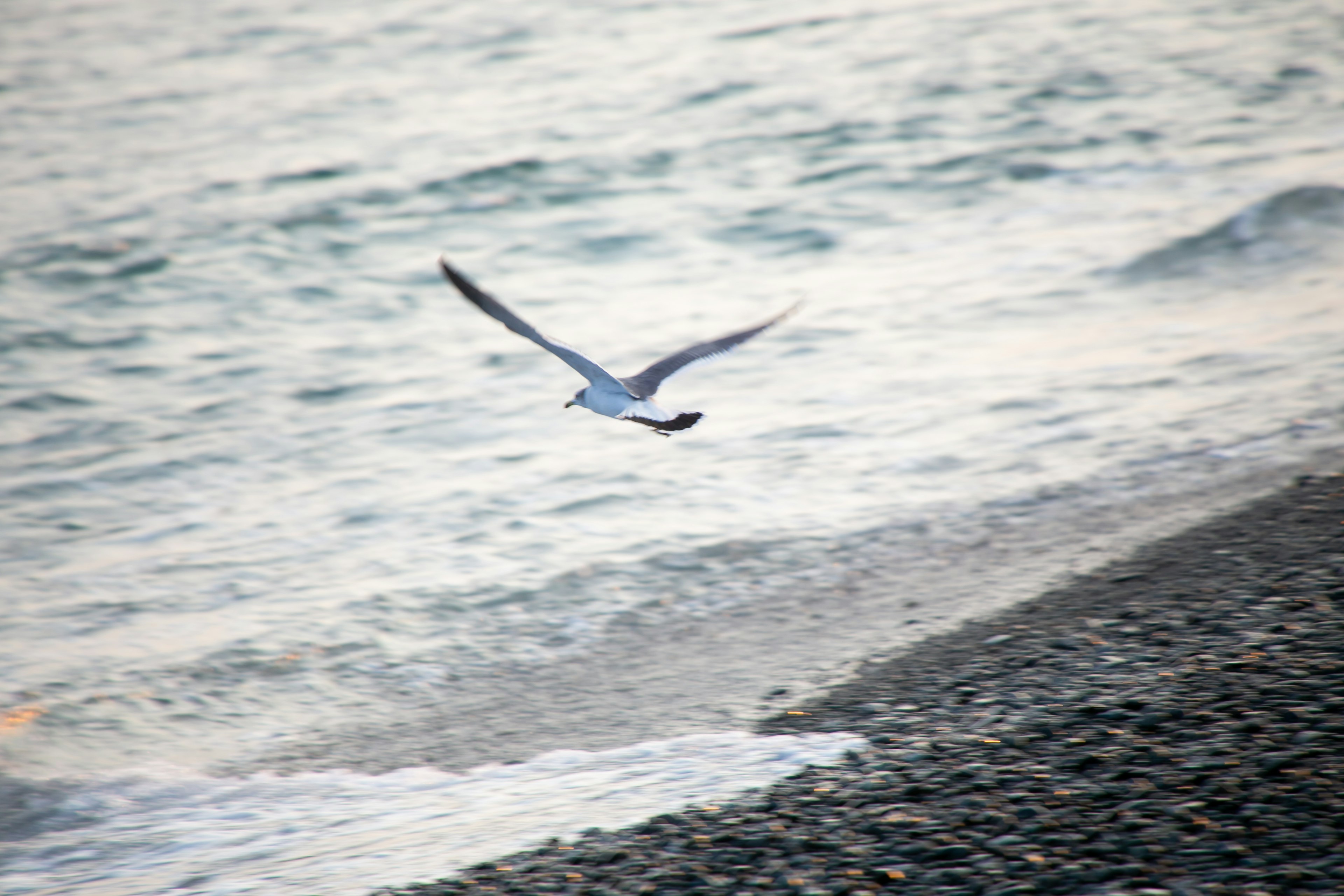 Gambar seekor burung camar terbang di atas pantai