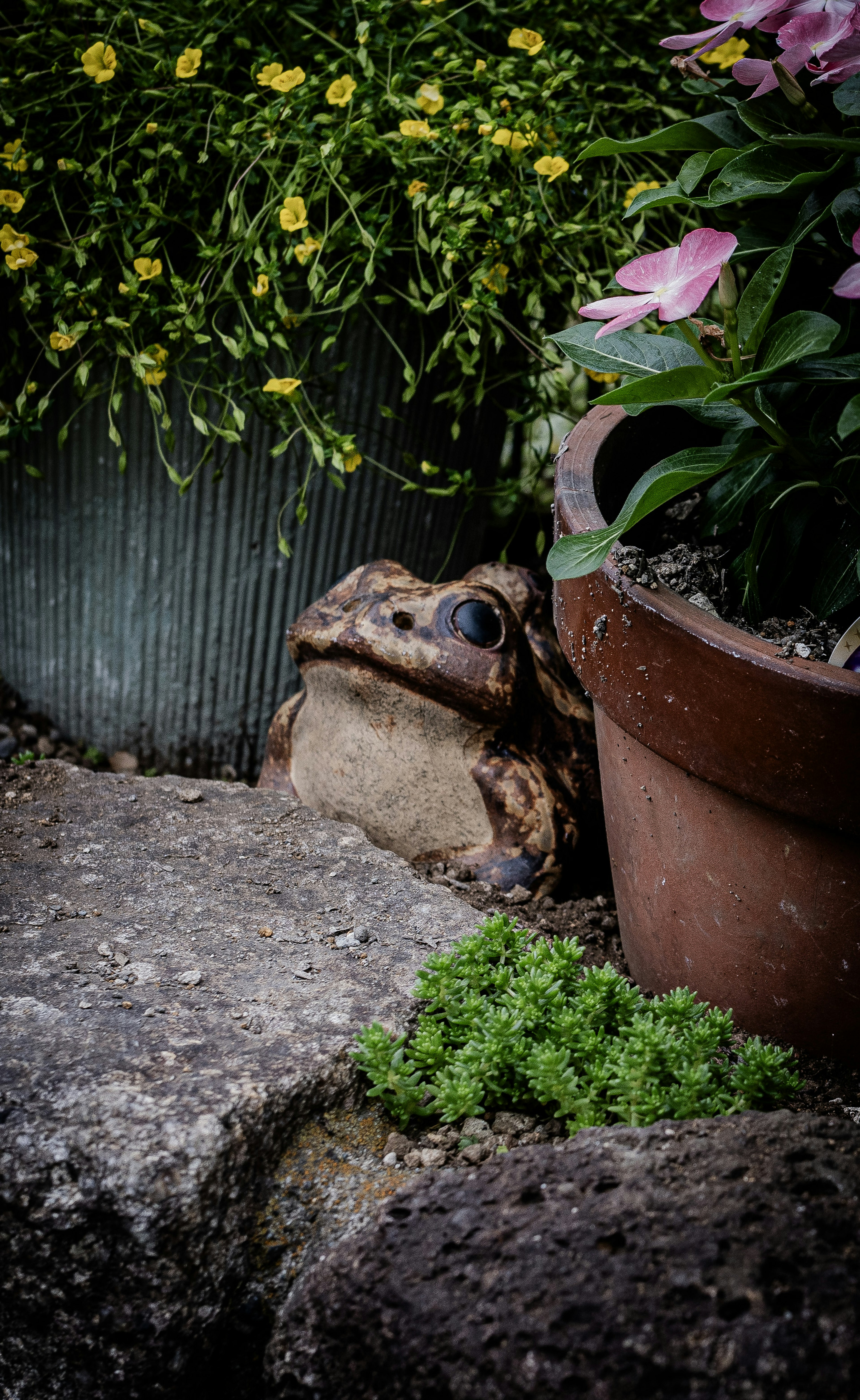 Ein Frosch, der sich zwischen Blumen und Grün in einem Garten versteckt