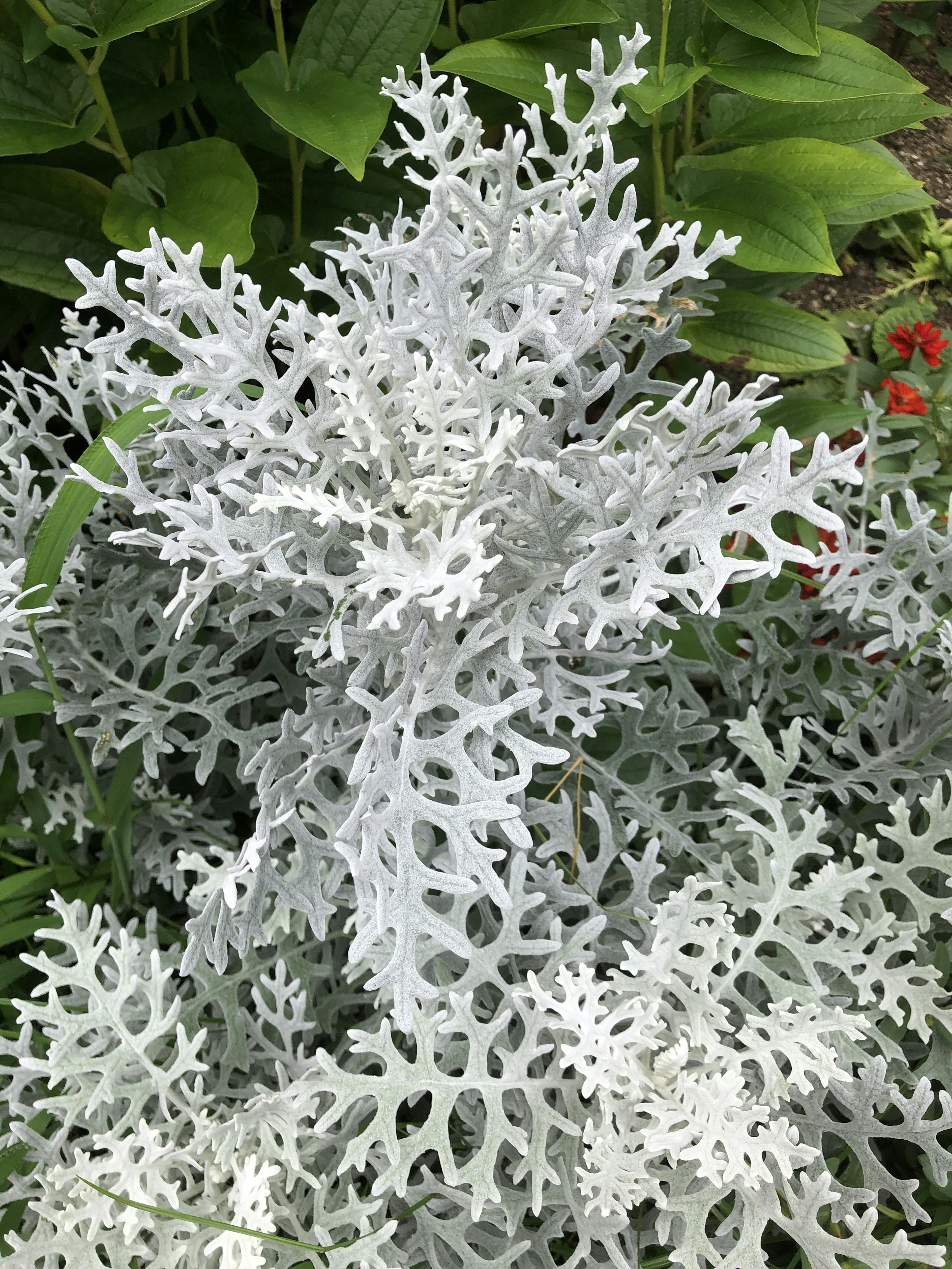 Primer plano de una planta con hojas blancas que presenta formas únicas y recortes intrincados