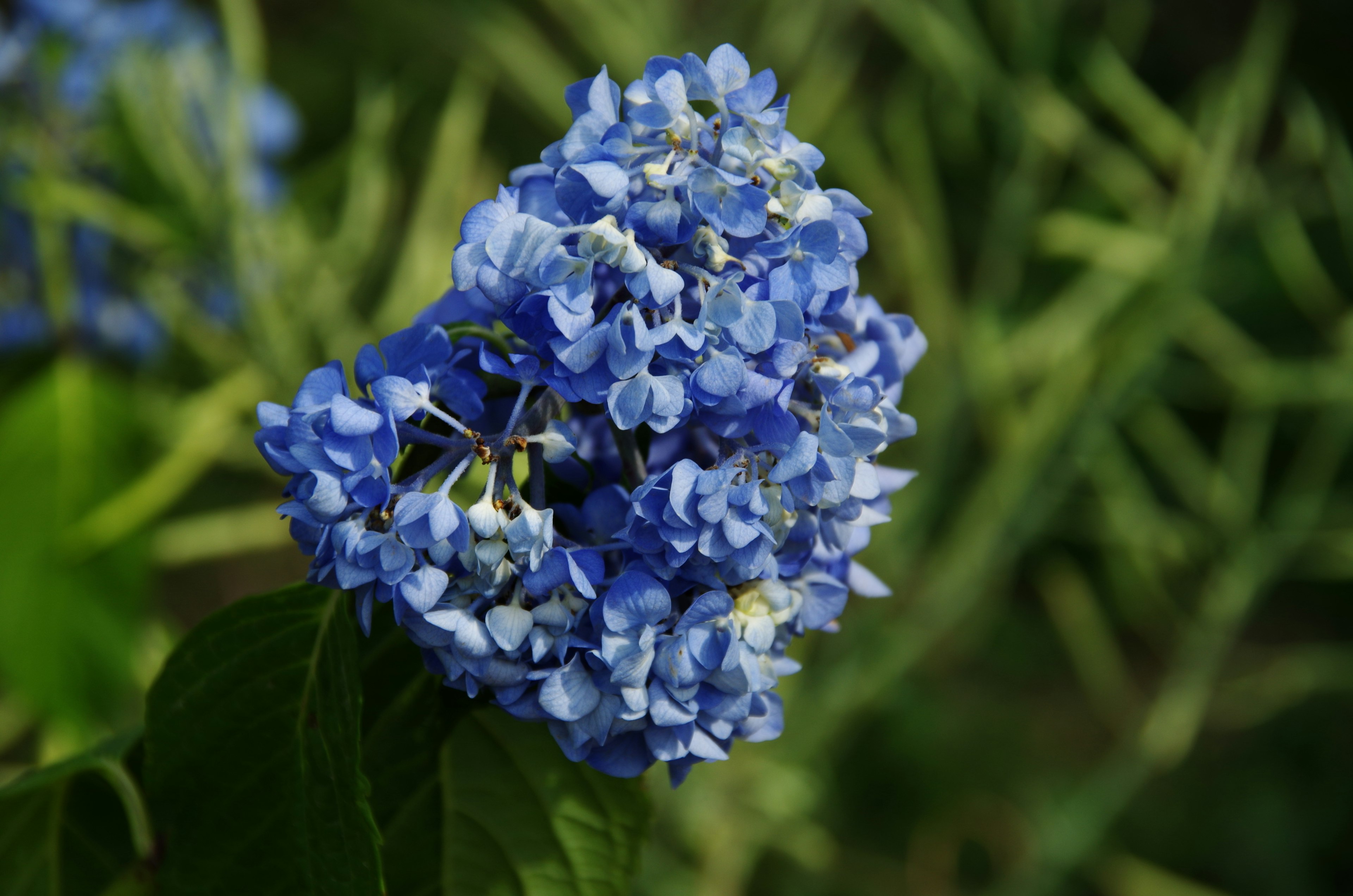 青い花の密集した花房 緑の葉に囲まれた