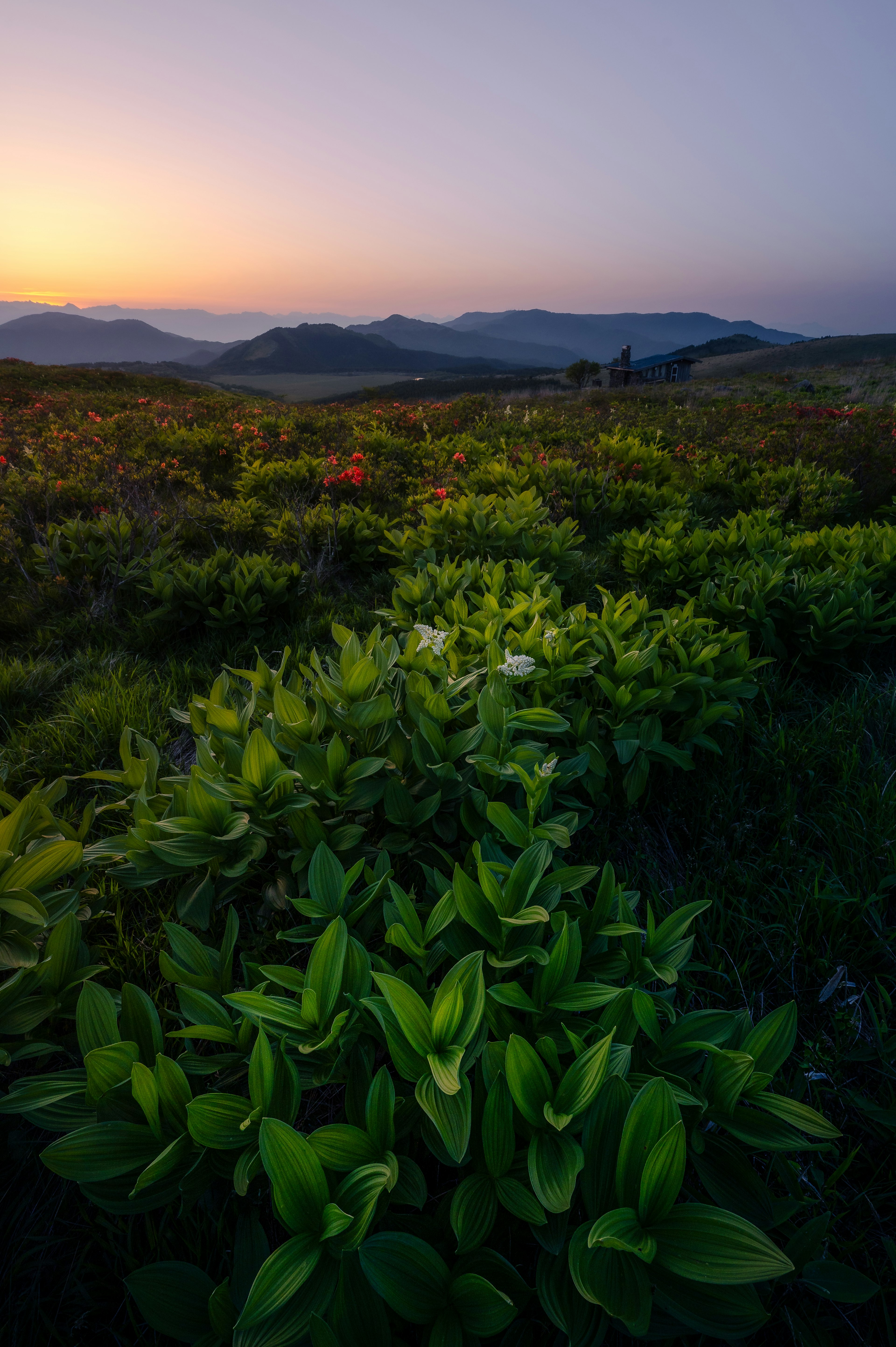 夕日が沈む丘の緑の植物群