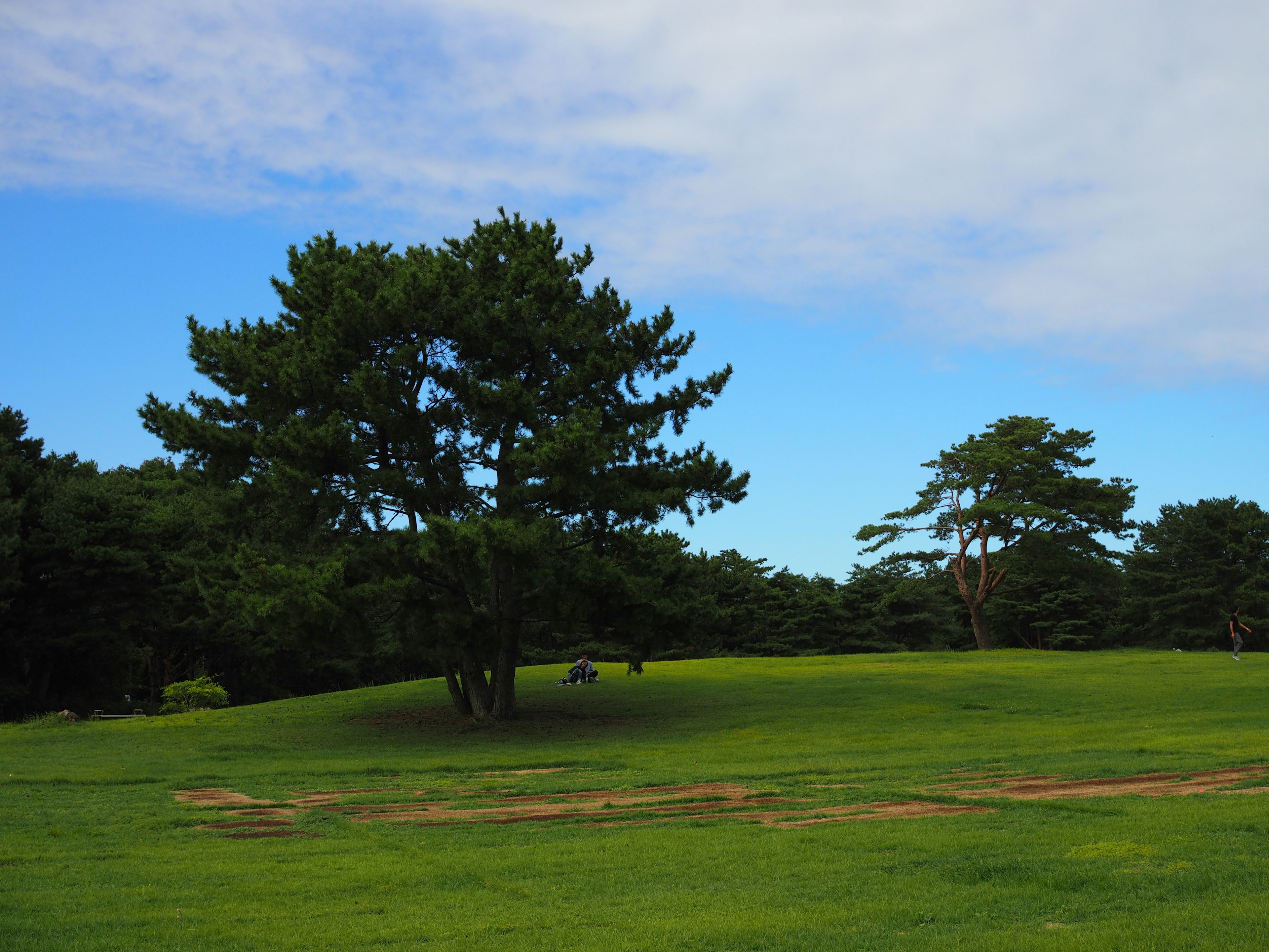 Green meadow under a blue sky with pine trees