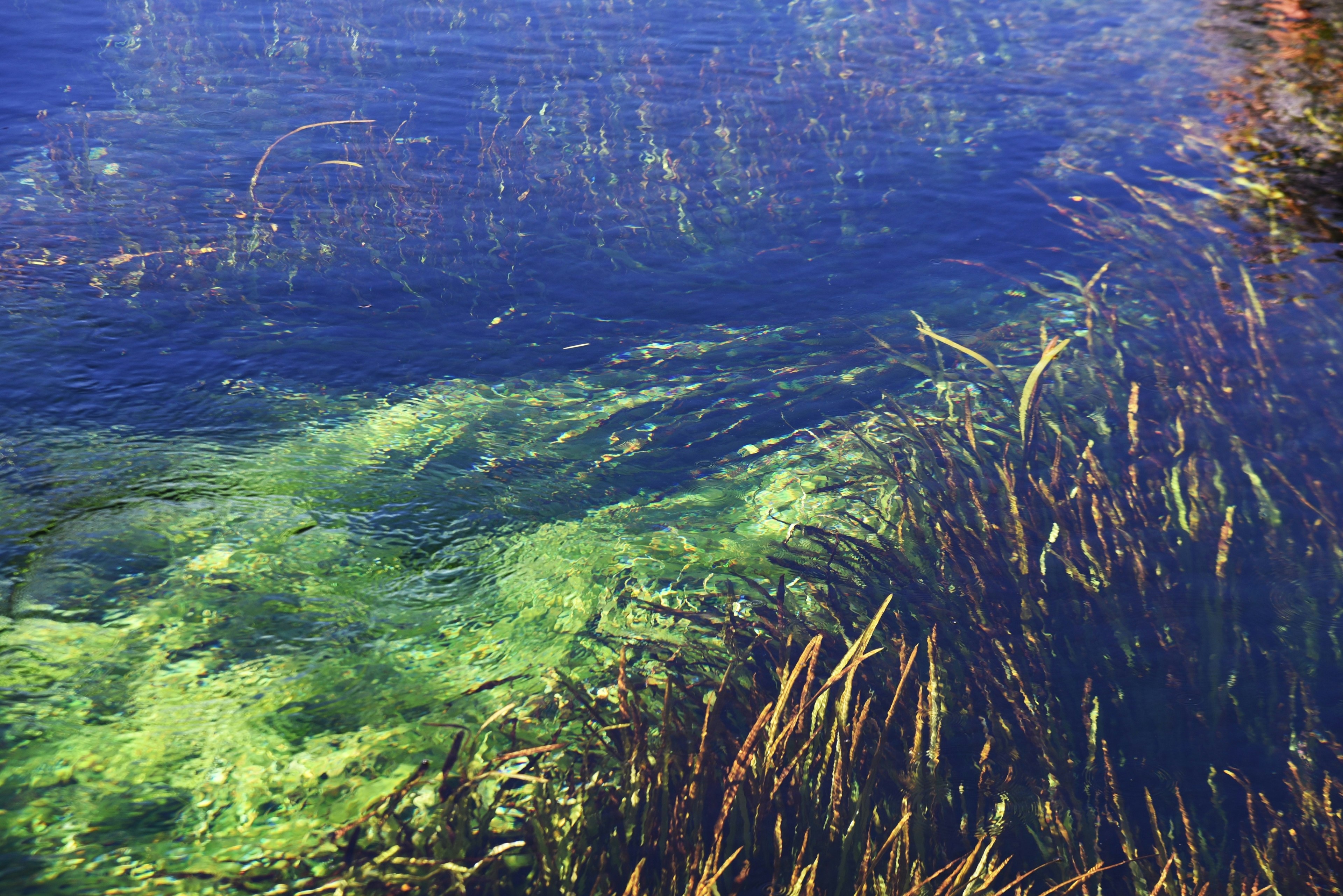 Vista subacquea di alghe verdi e piante acquatiche