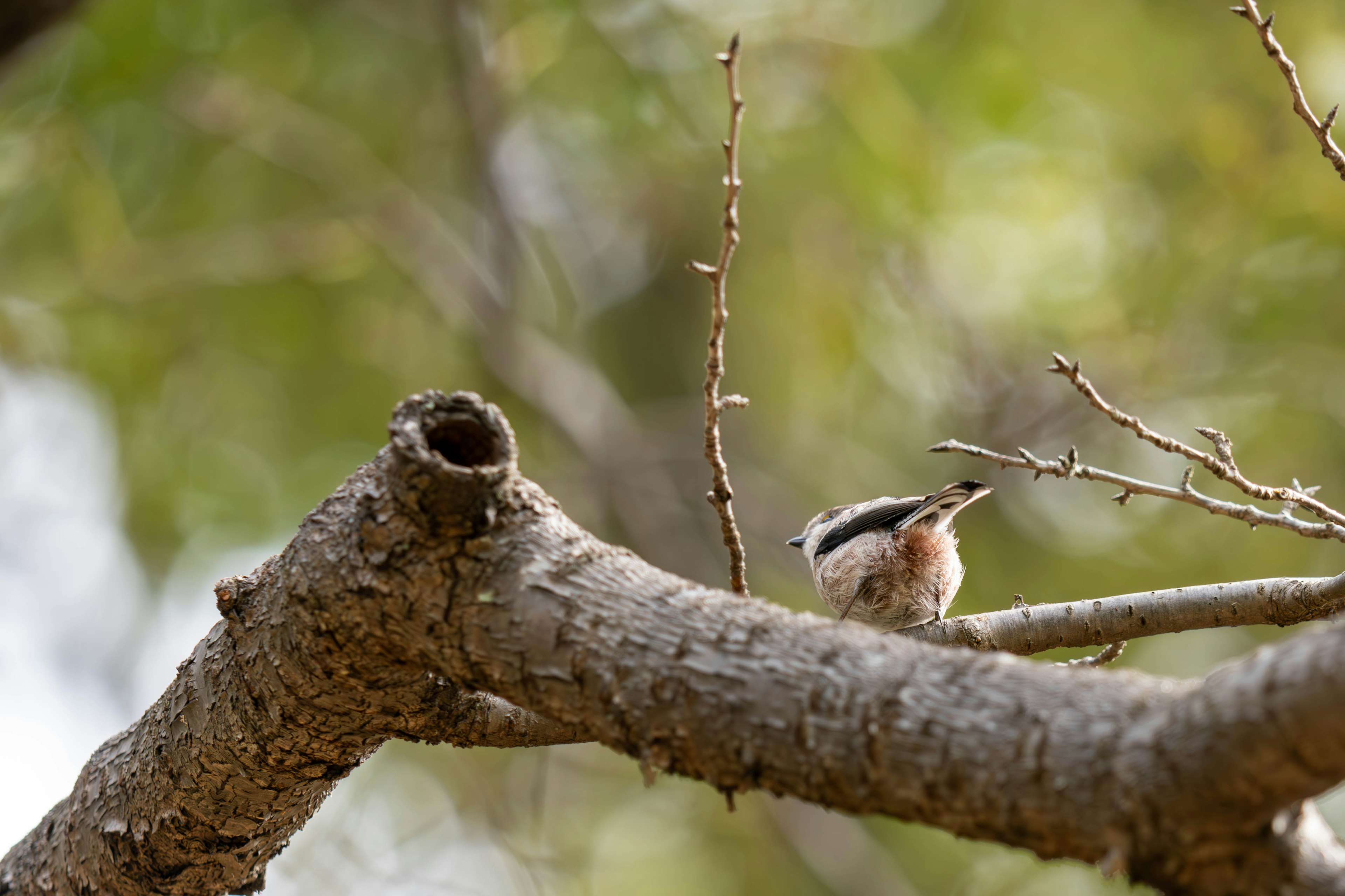 Un petit oiseau perché sur une branche avec des feuilles vertes en arrière-plan