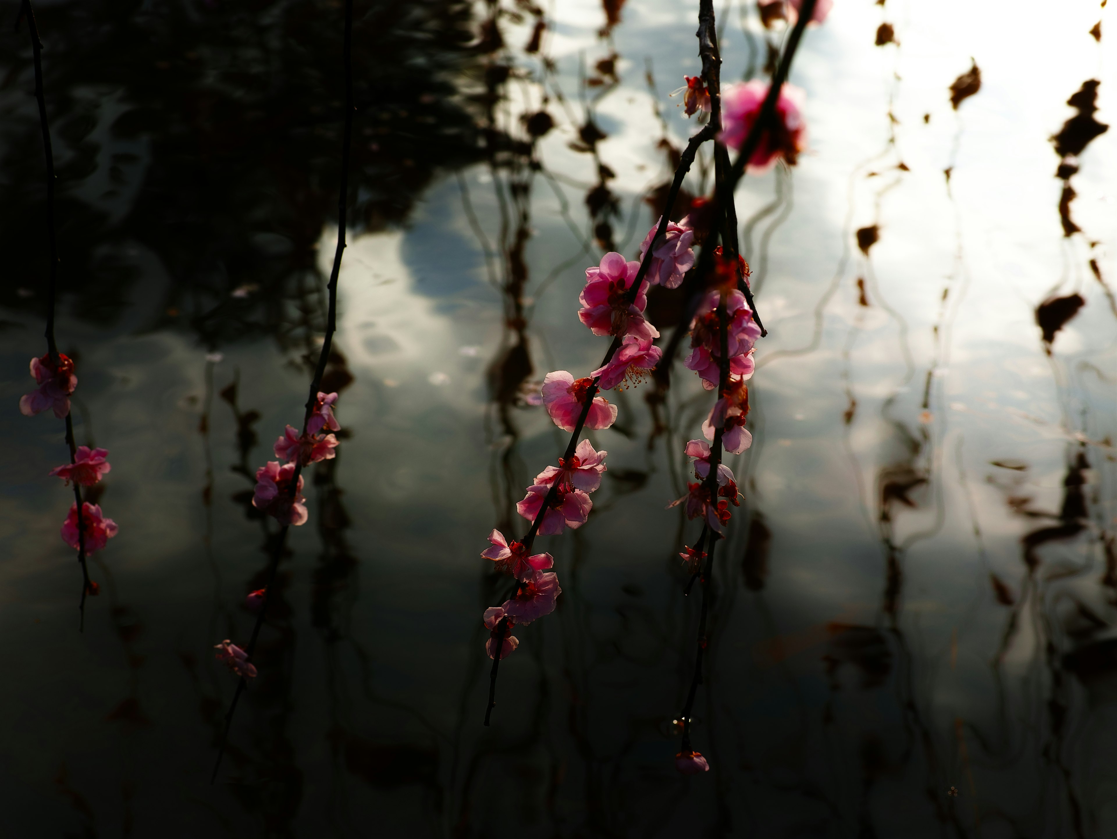 水面上反射的粉色花朵与黑暗背景