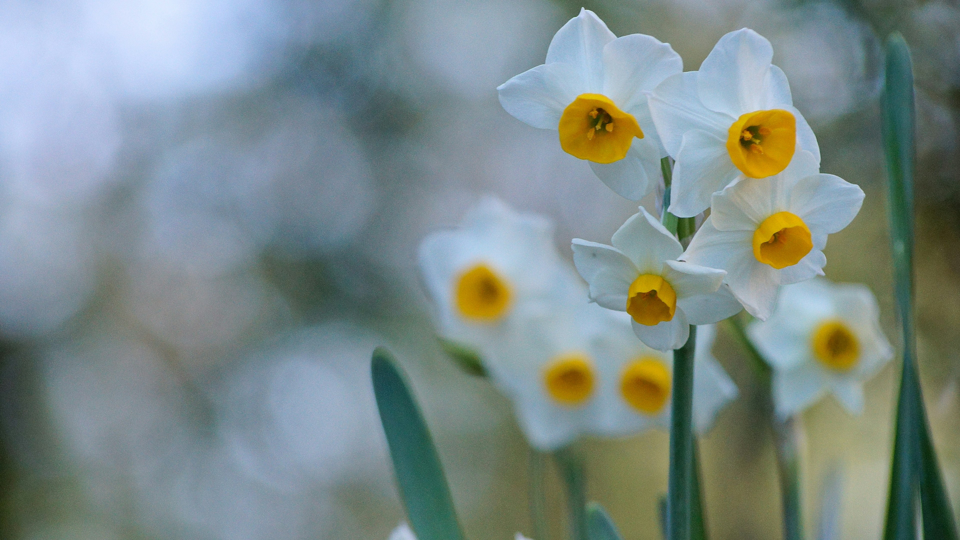 Cluster of white daffodil flowers with yellow centers surrounded by green leaves