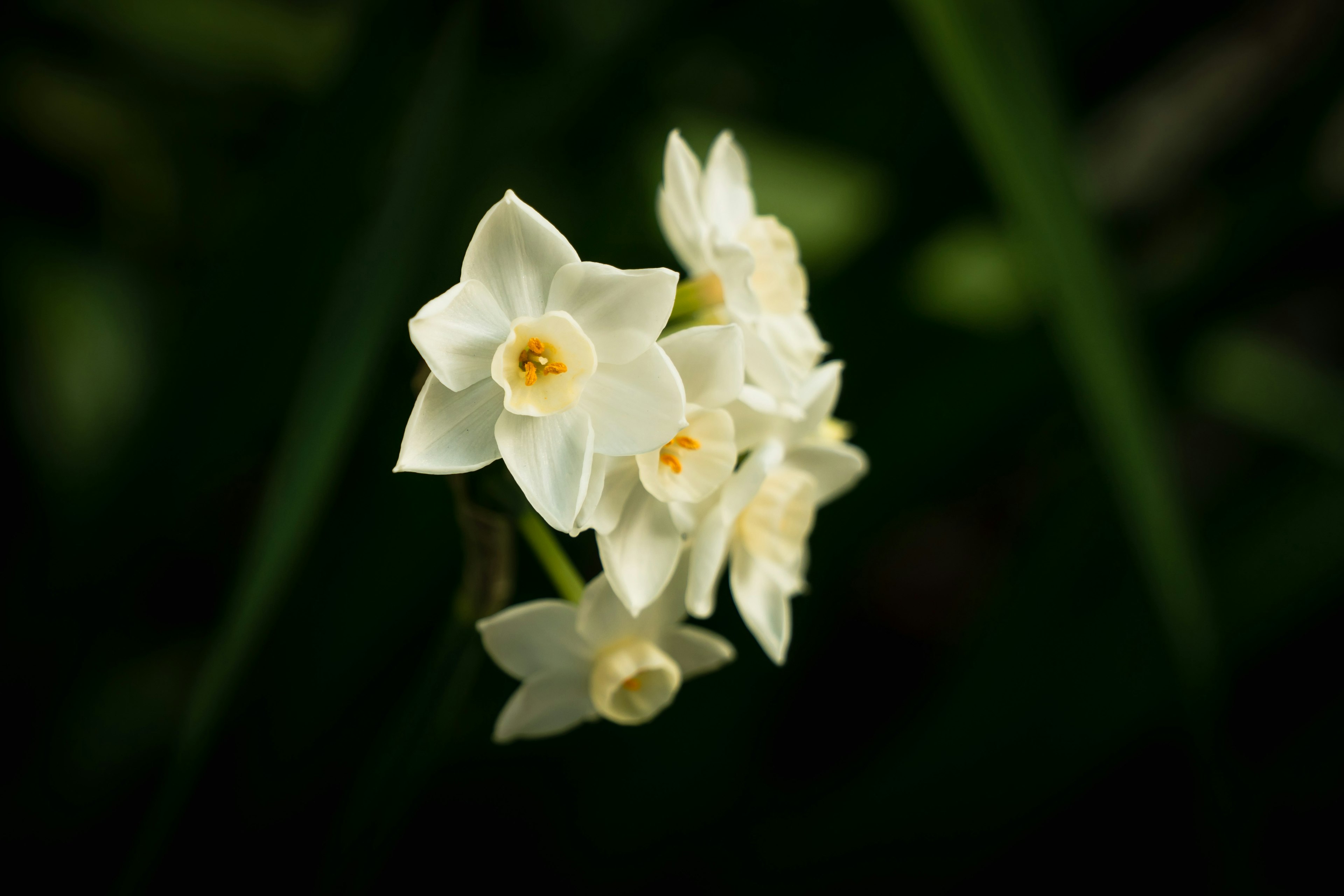 白い花が緑の背景に咲いている