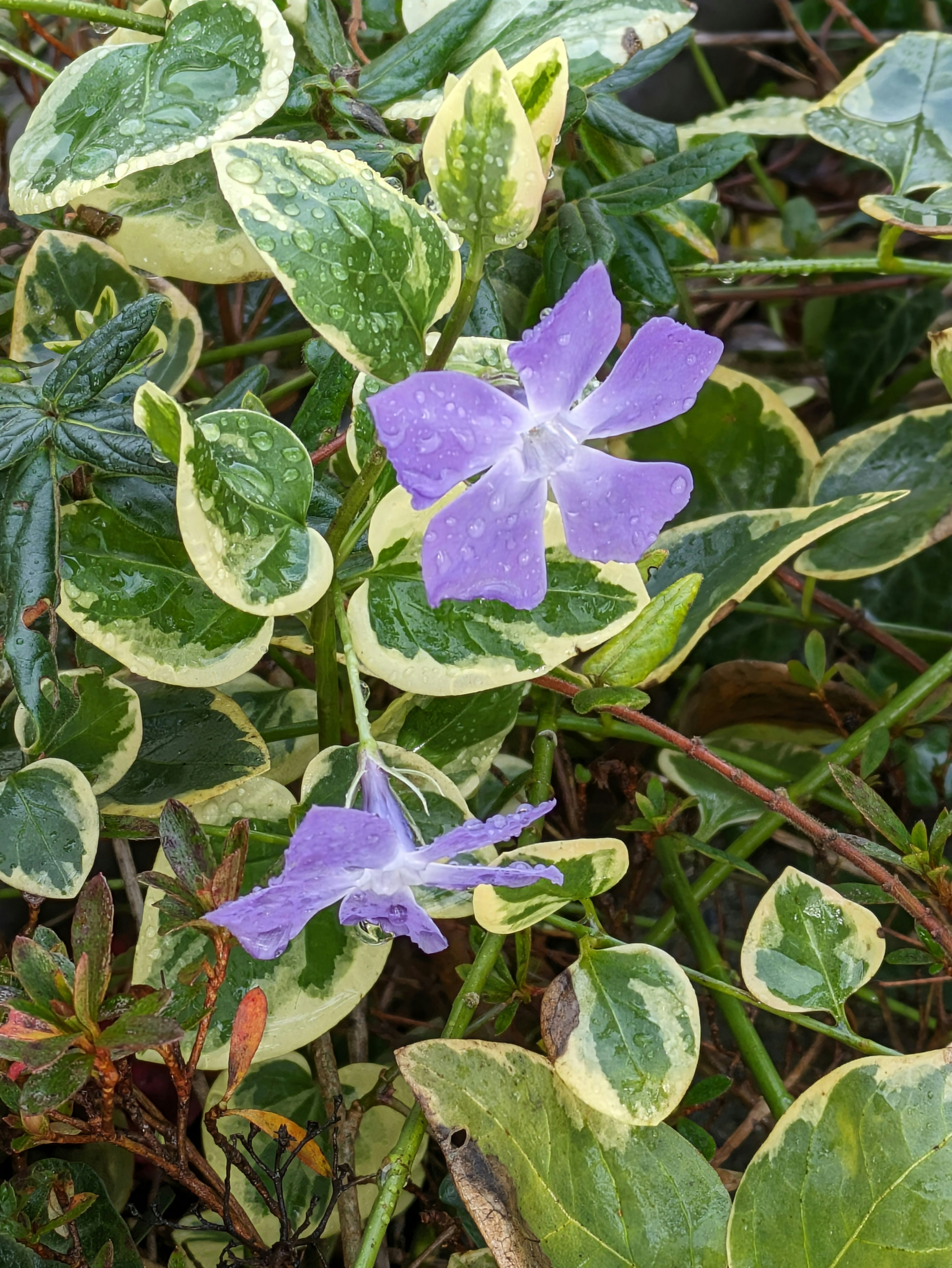 紫色花朵与绿色叶子的特写