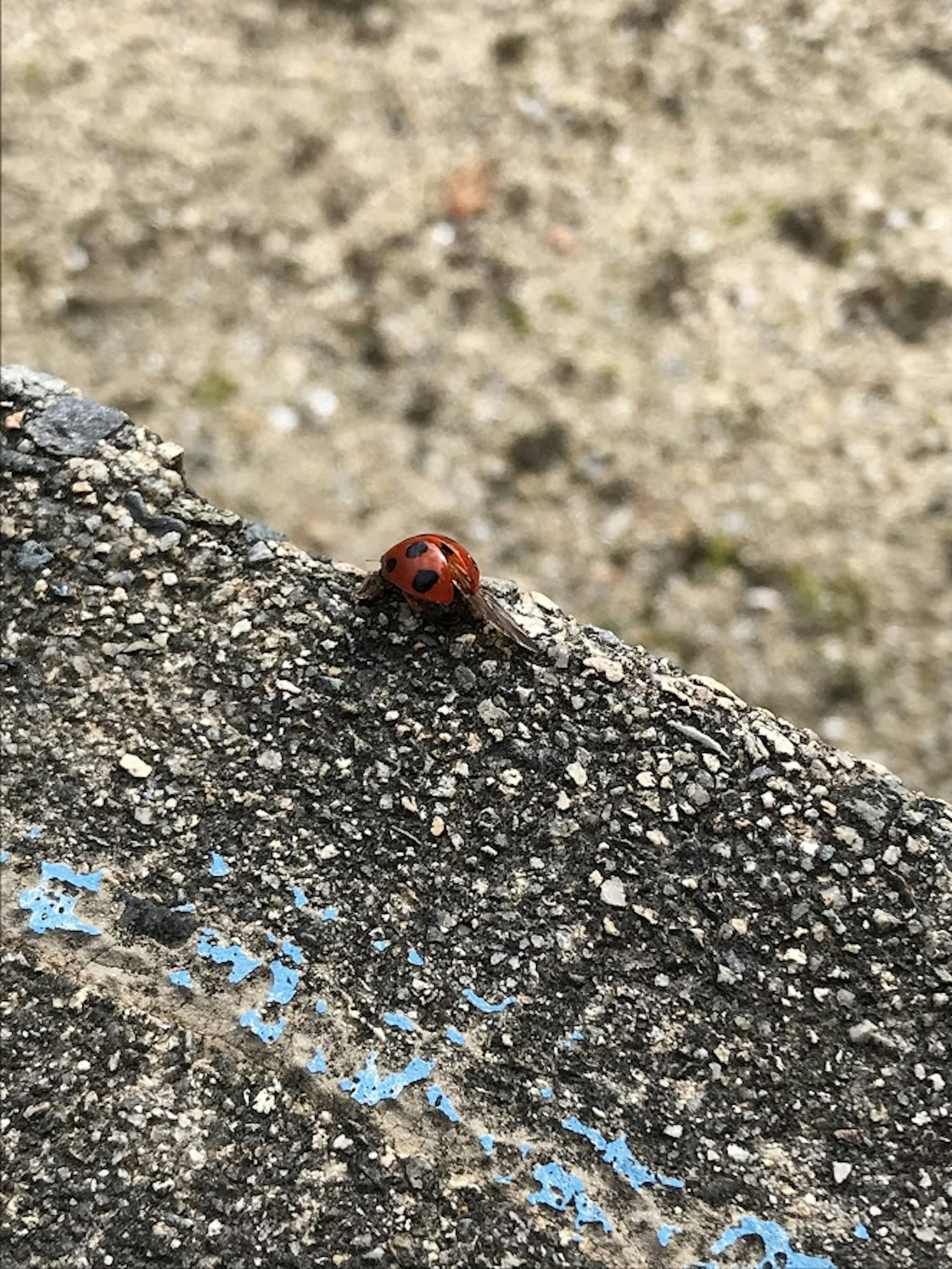 Une coccinelle rouge marchant sur du béton