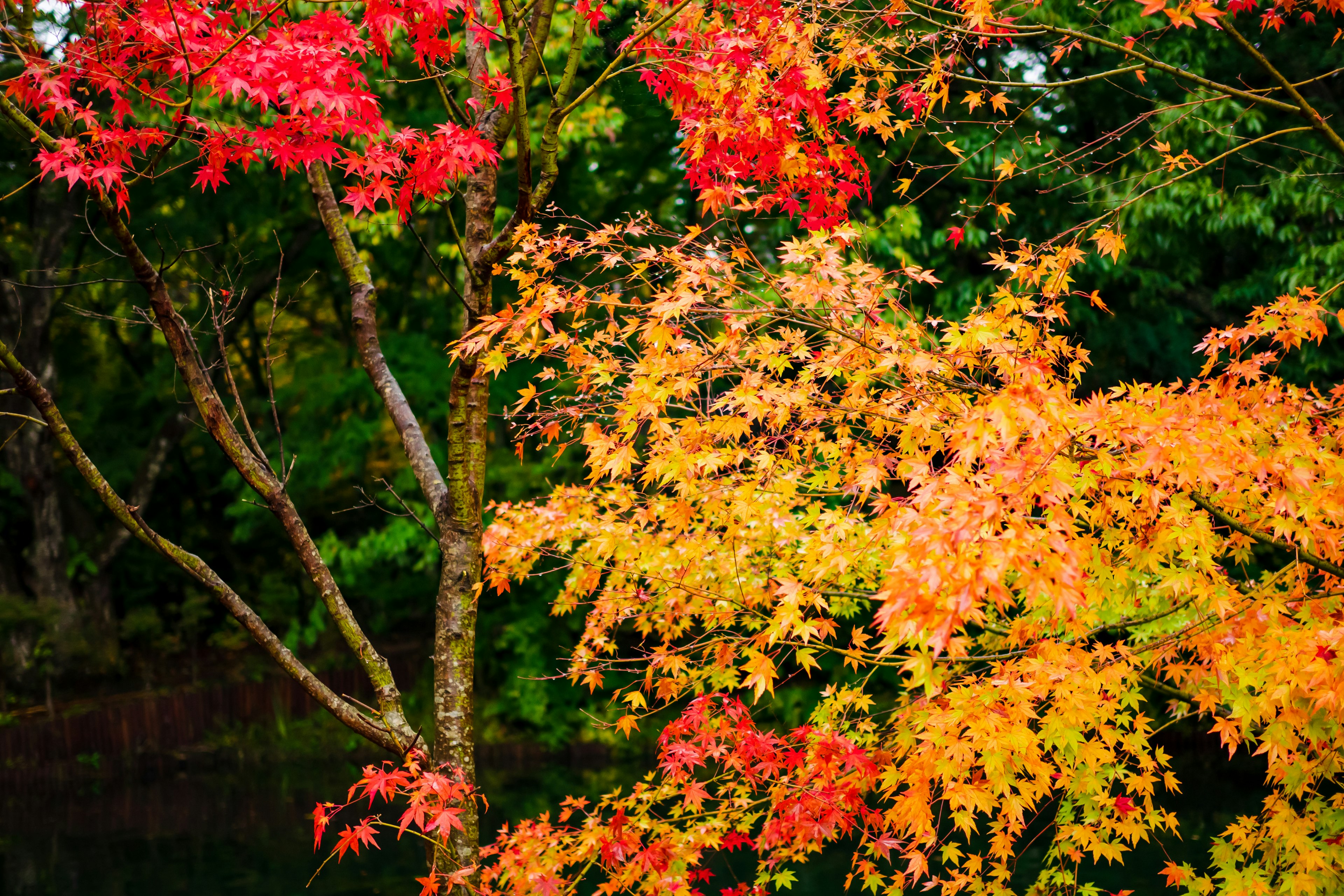 Follaje de otoño vibrante con árboles que muestran hojas rojas y naranjas