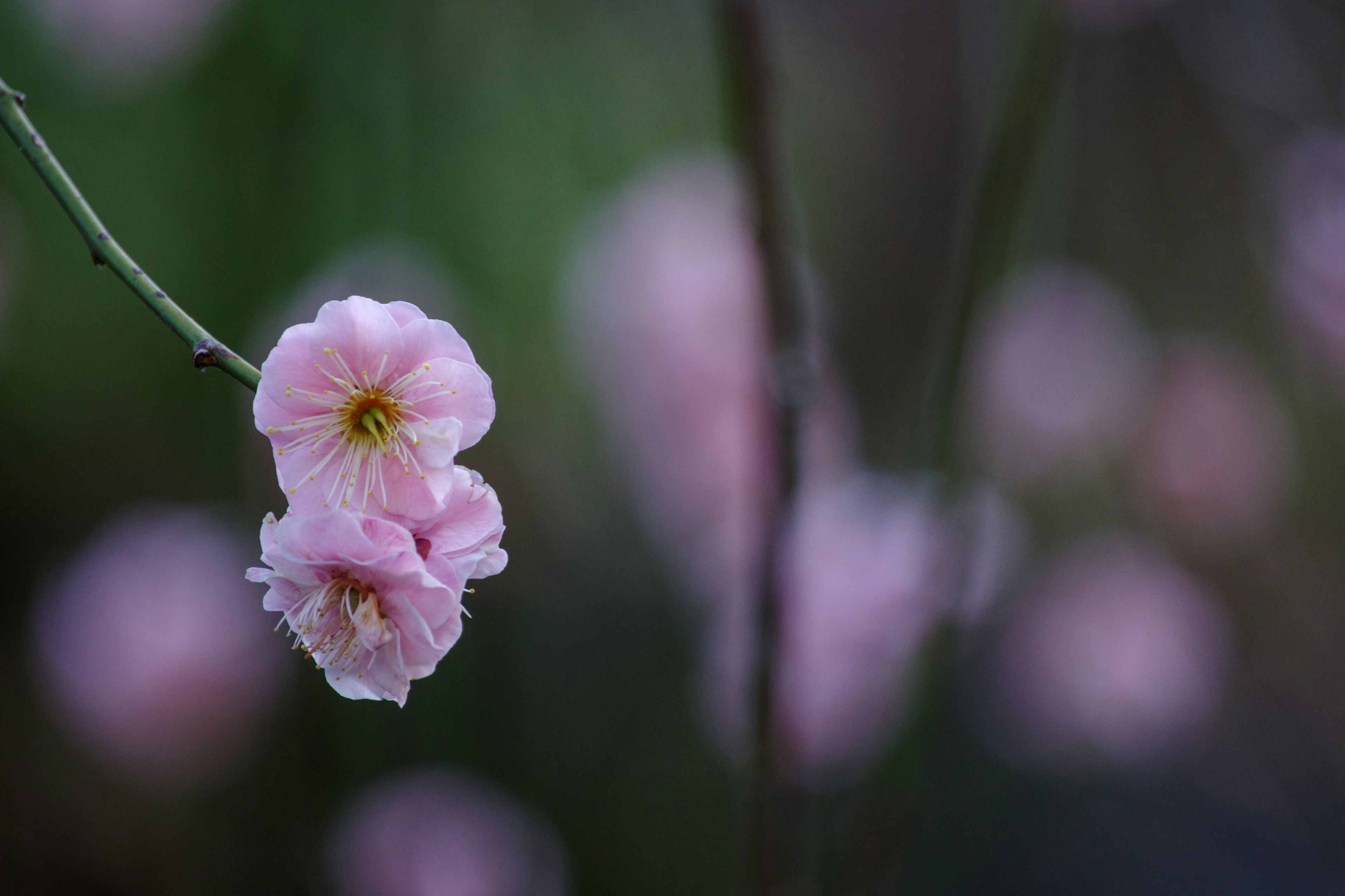 特写镜头，浅粉色花朵在枝条上，背景模糊的花朵