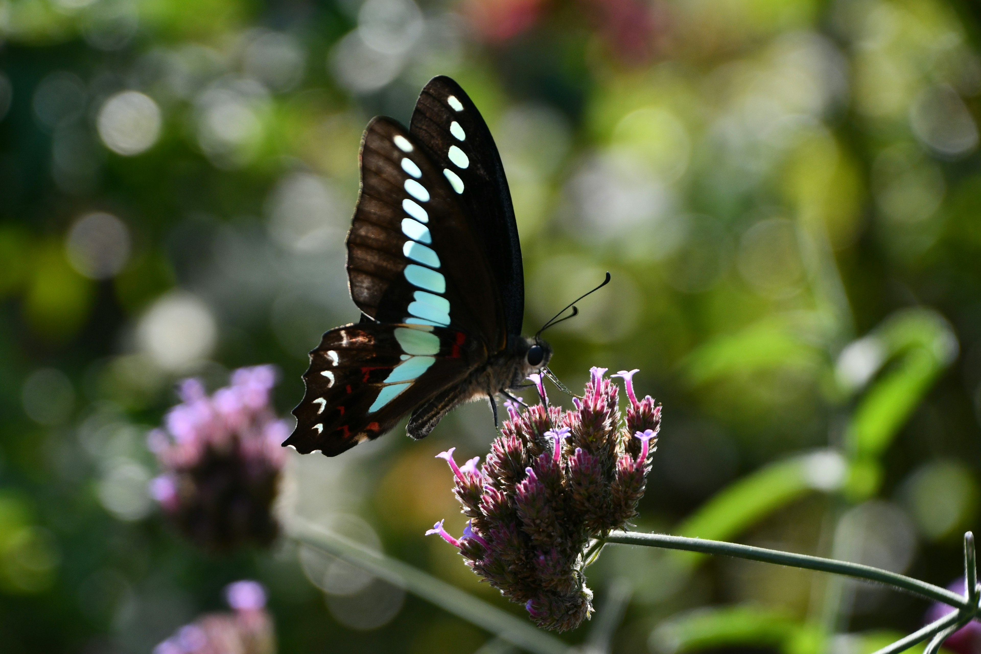 Mariposa negra con patrones azules posada sobre una flor