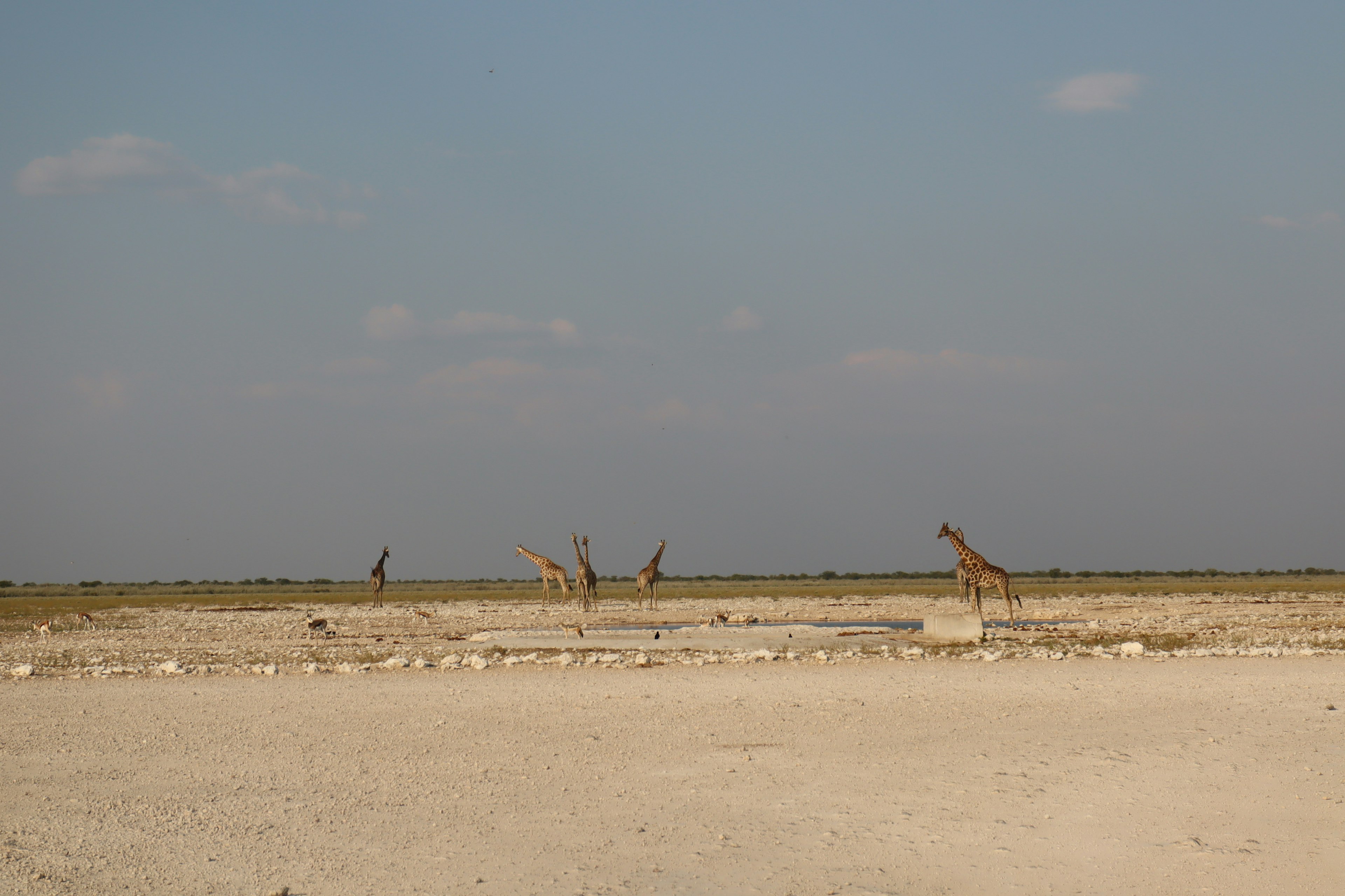 A wide desert landscape with several giraffes standing