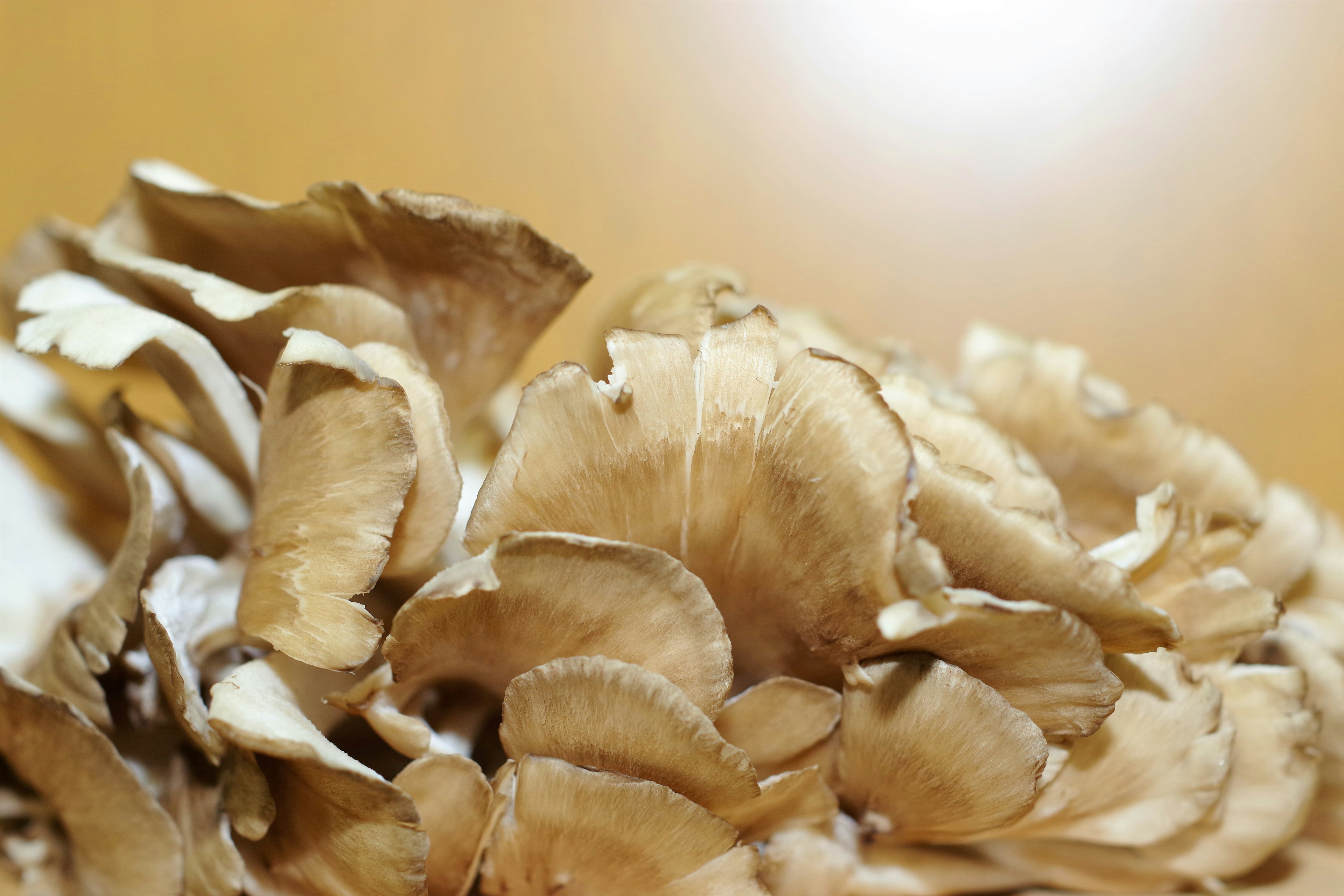 Gros plan d'un champignon brun ressemblant à des pétales de fleur