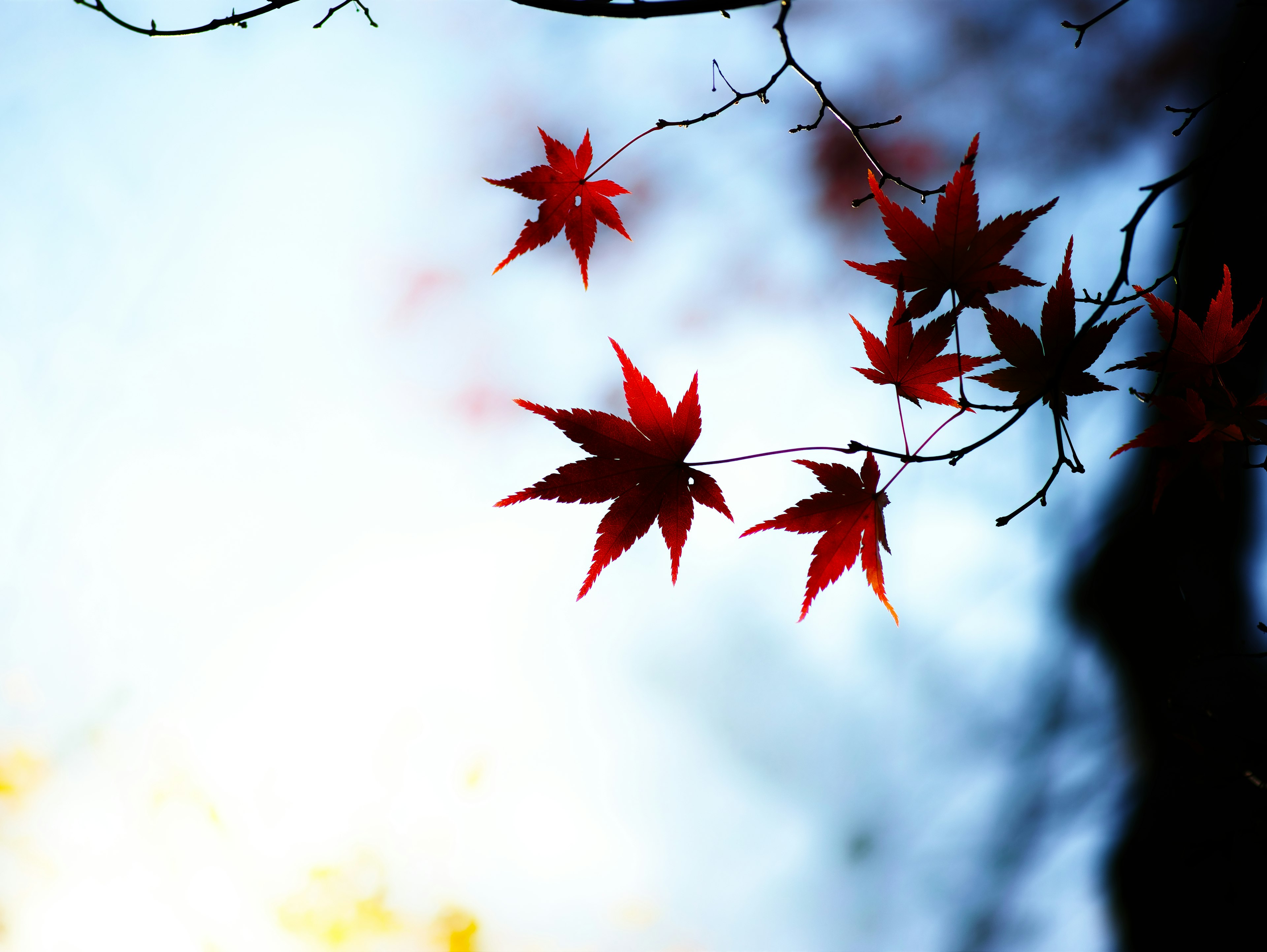 Rote Blätter hängen an Ästen in einer herbstlichen Landschaft