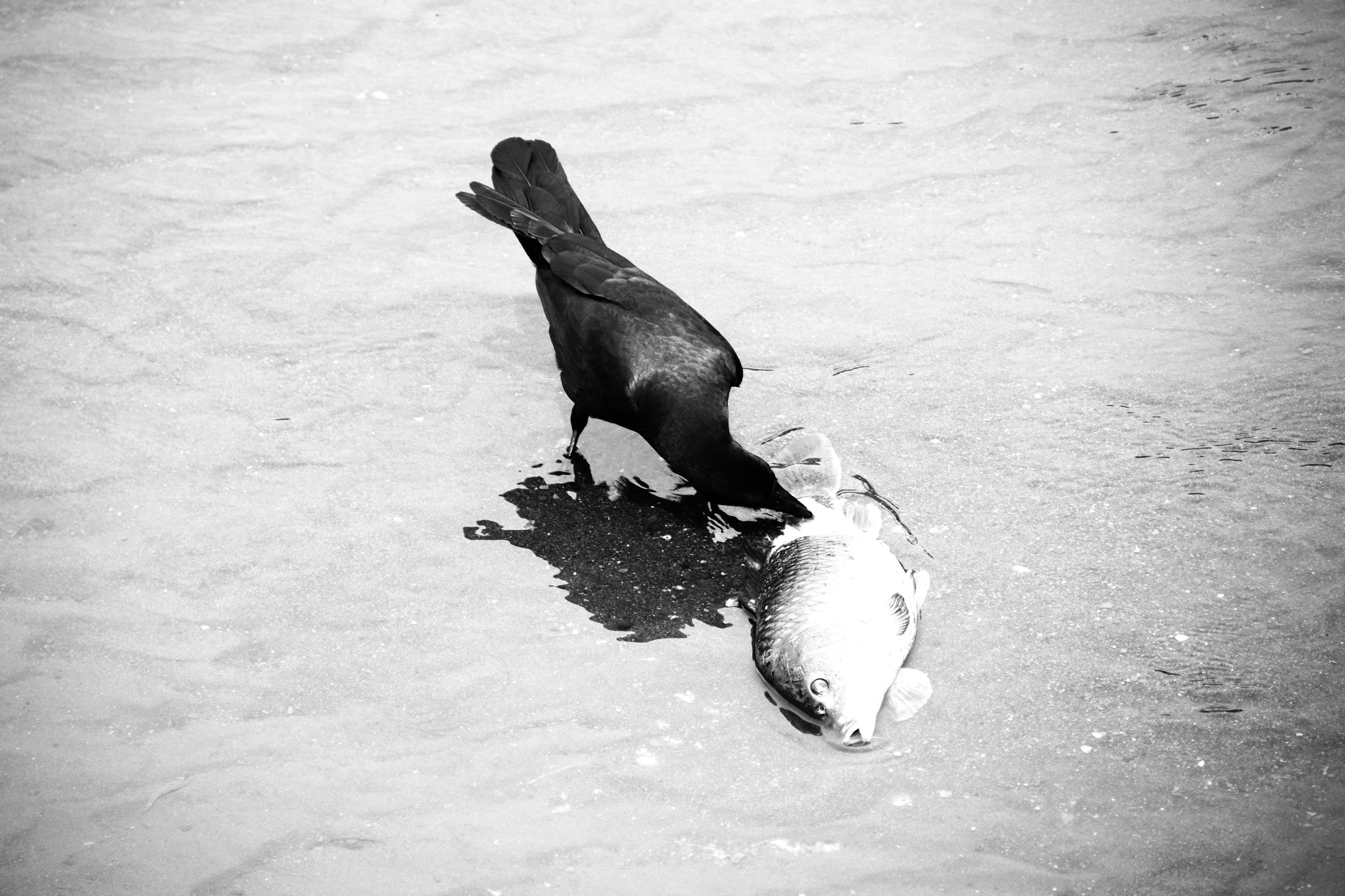 A black crow pecking at a fish in shallow water