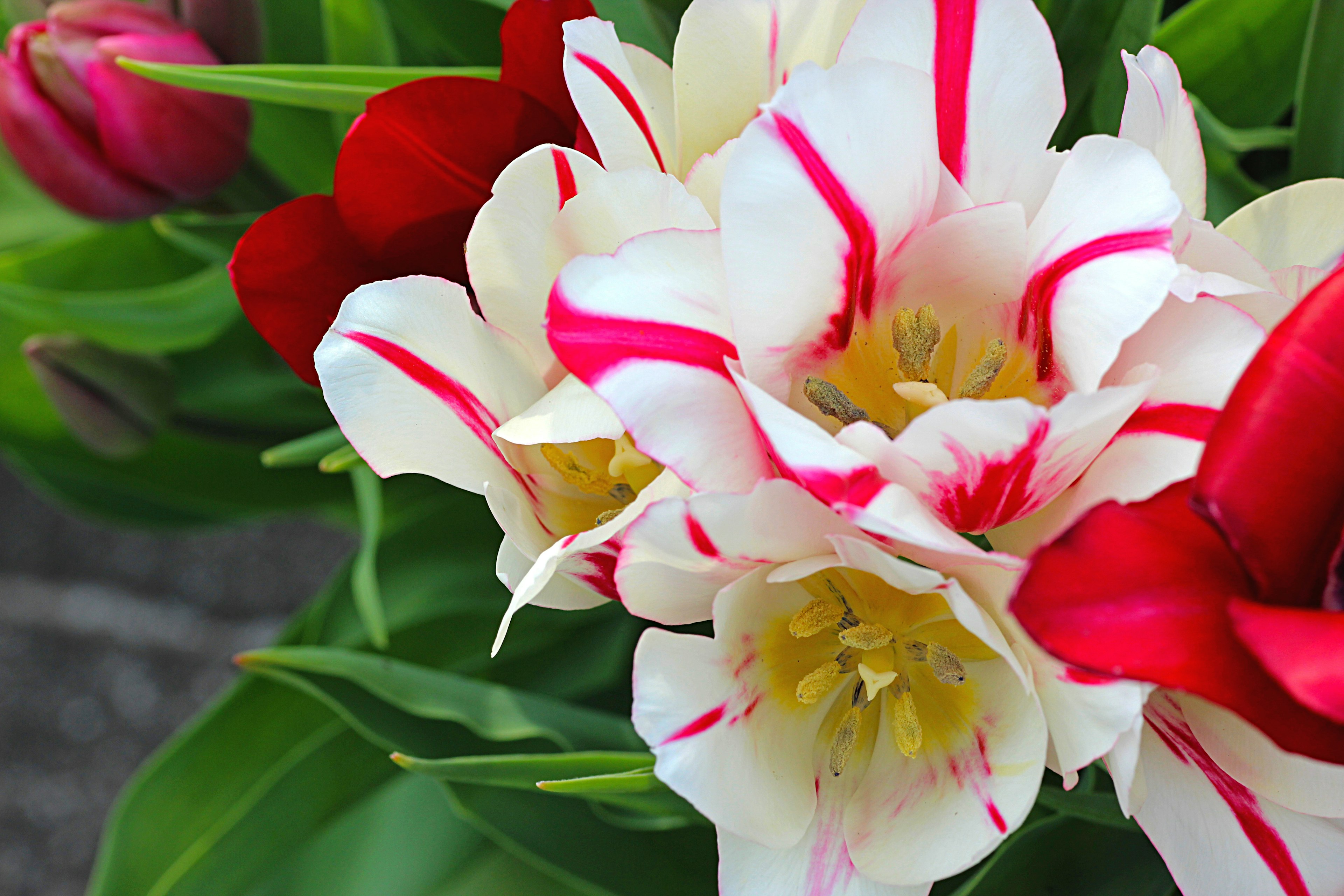 白と赤のストライプのチューリップと赤いチューリップの花束