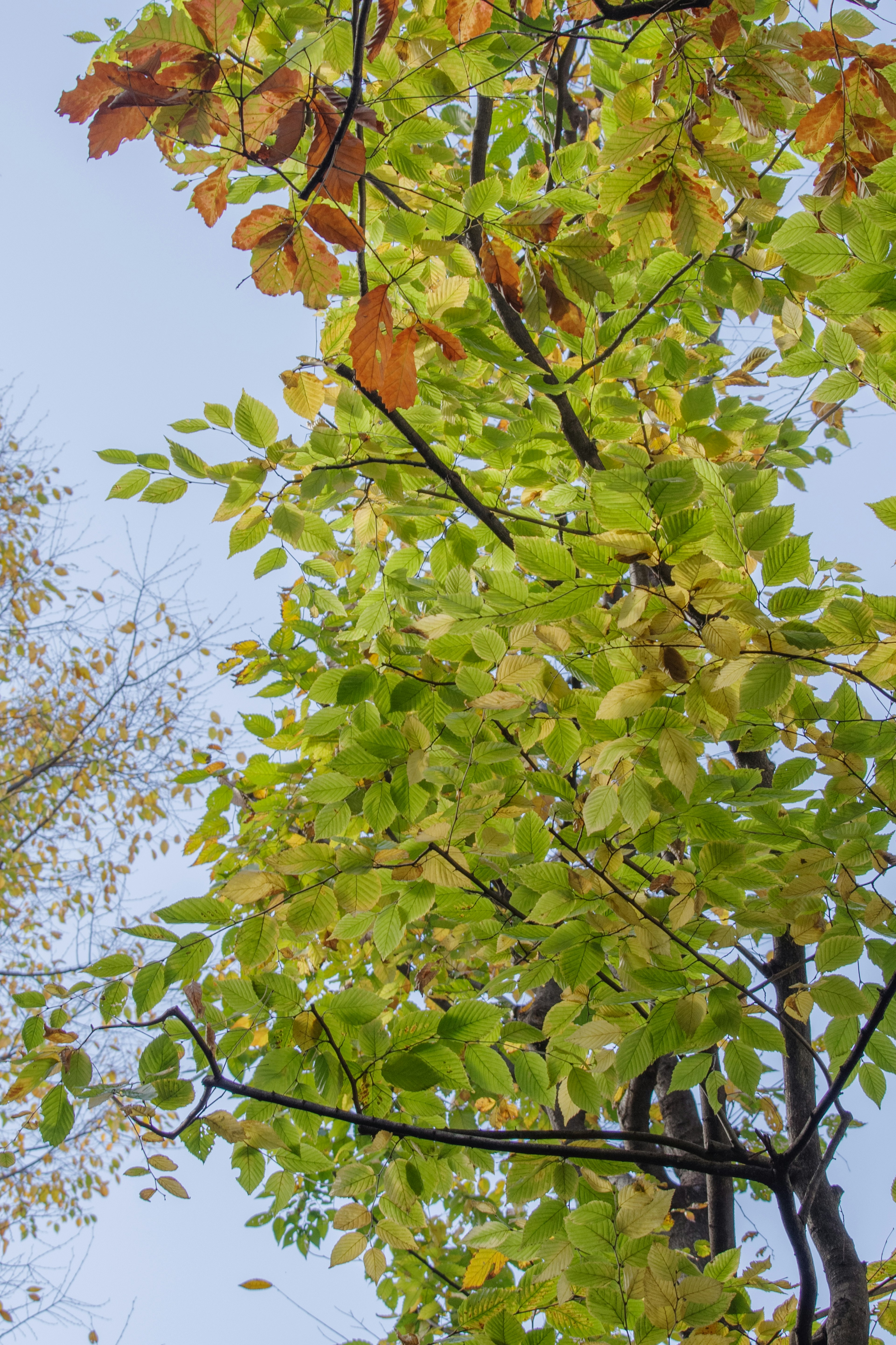 Eine Ansicht eines Baumes mit grünen und orangefarbenen Blättern vor einem klaren Himmel