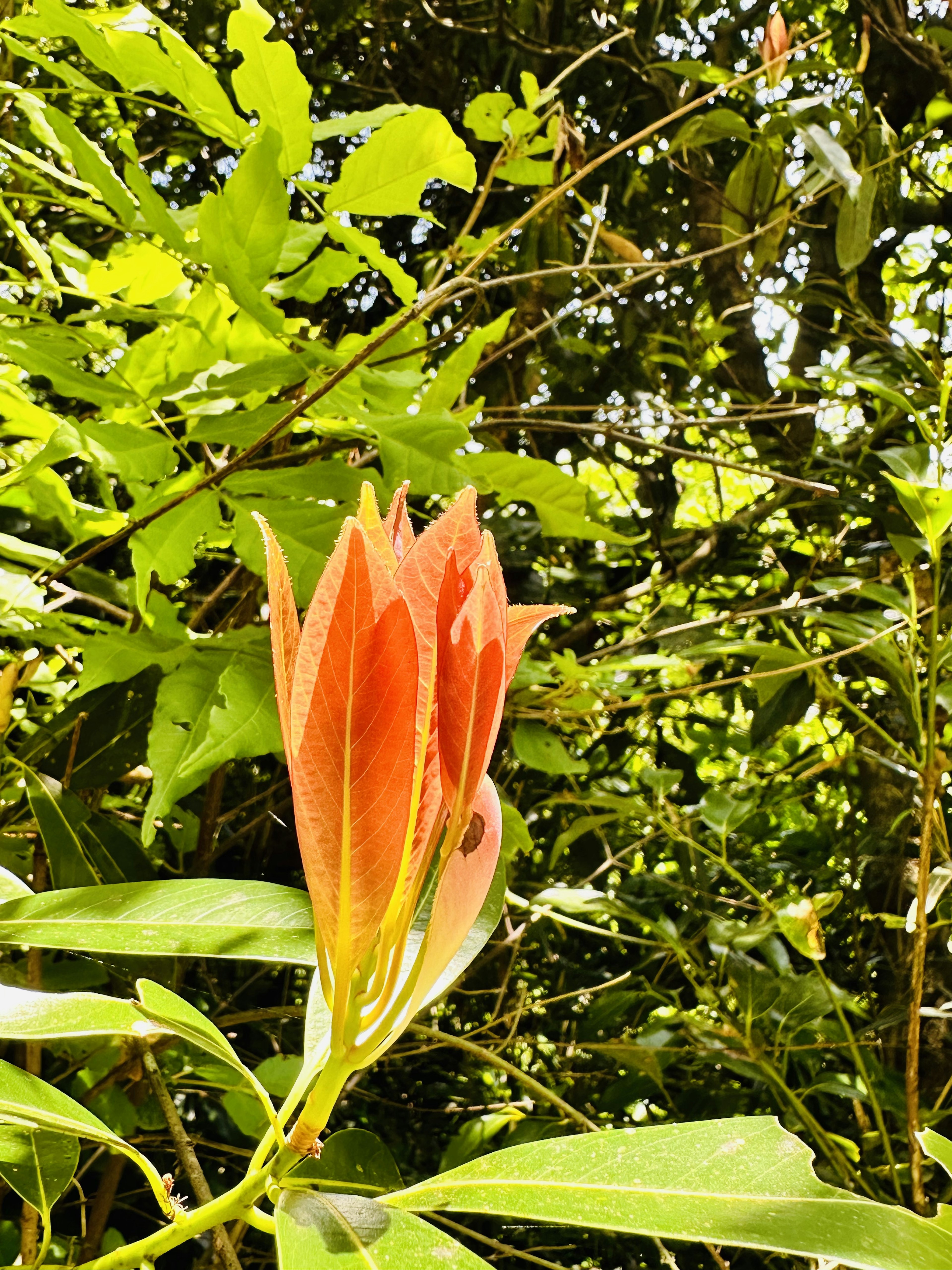 Una flor roja vibrante floreciendo entre hojas verdes