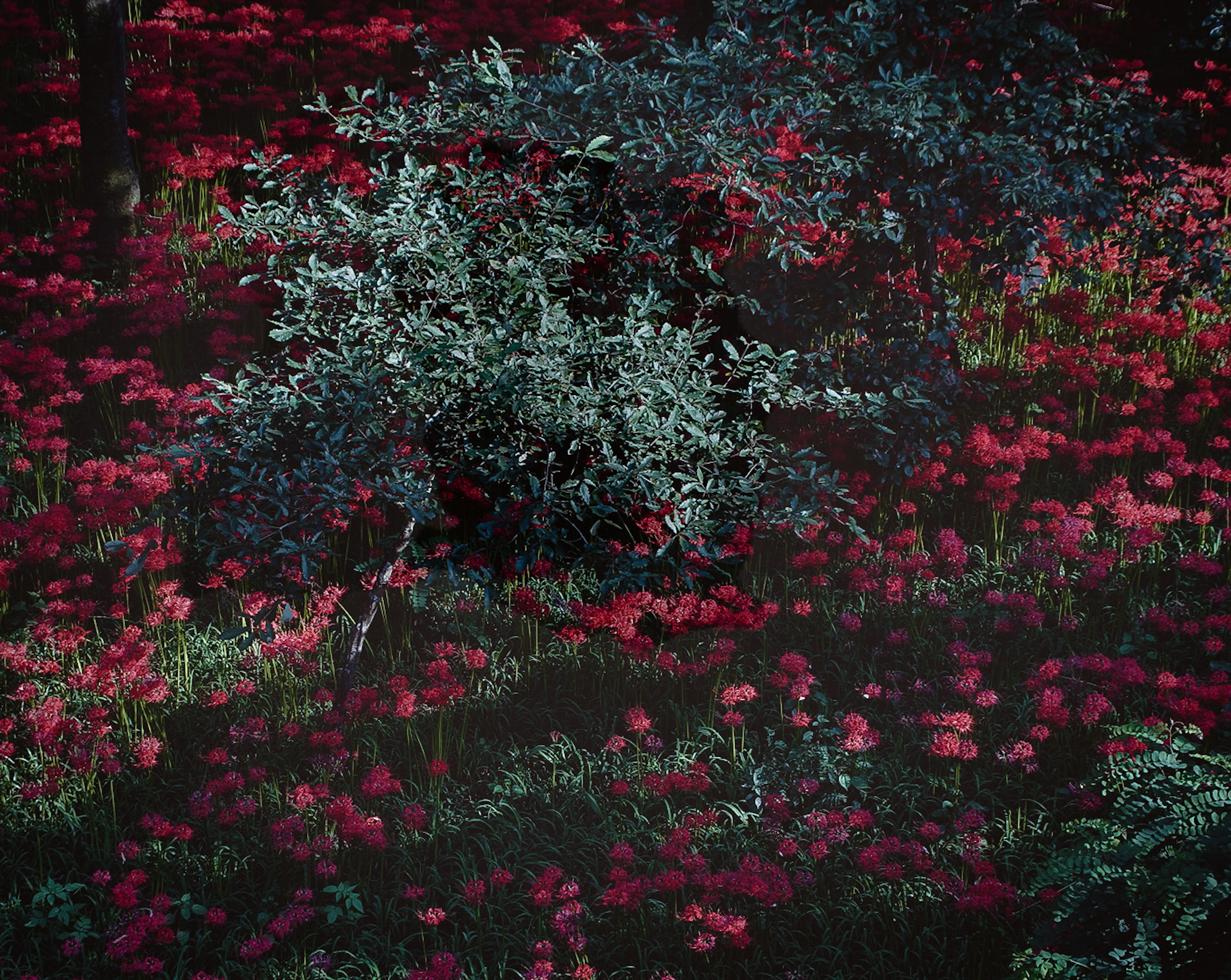 赤い花と青い葉の植物がある美しい風景