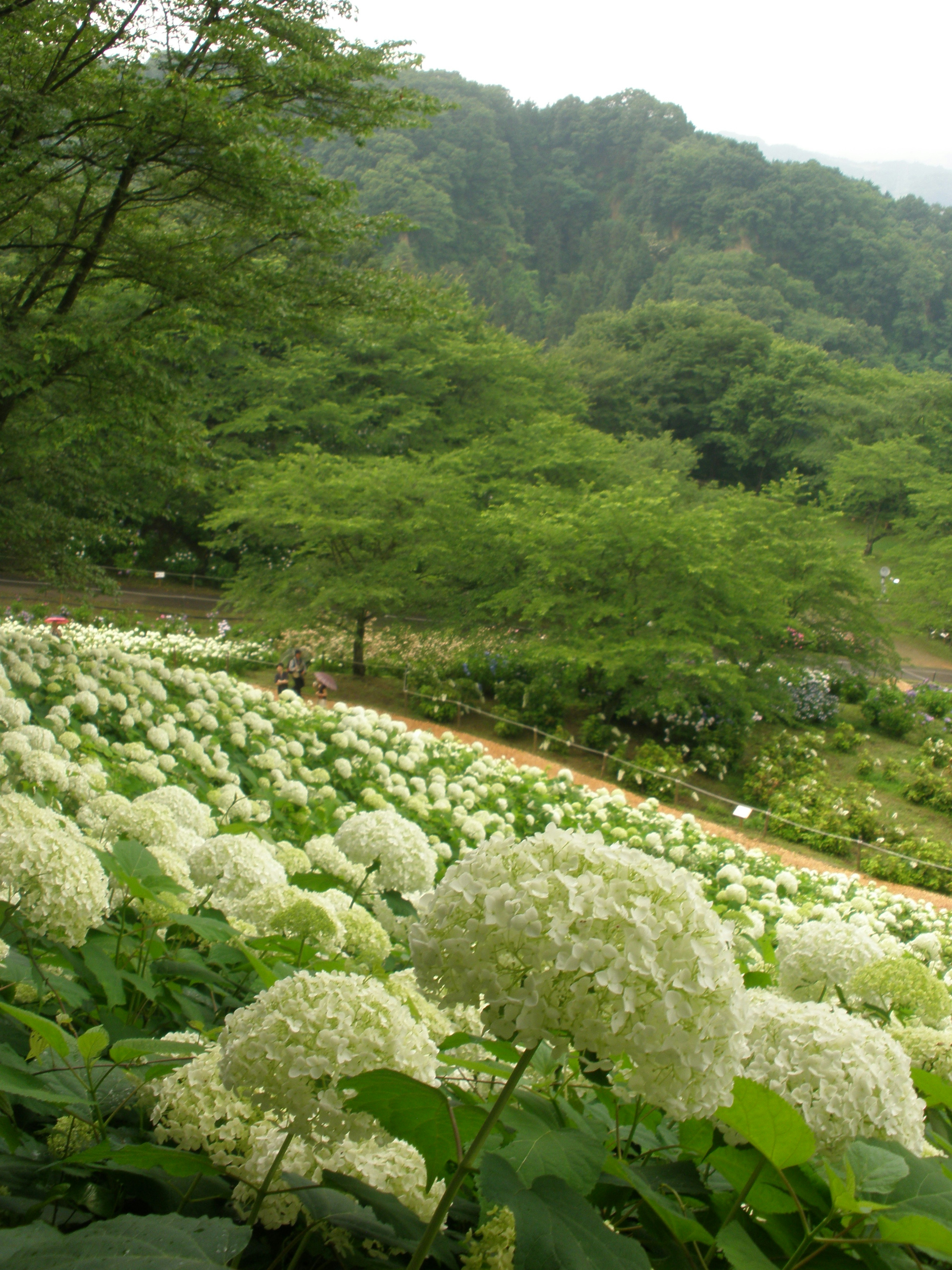 白い花が咲く山の風景 緑の木々に囲まれた花畑