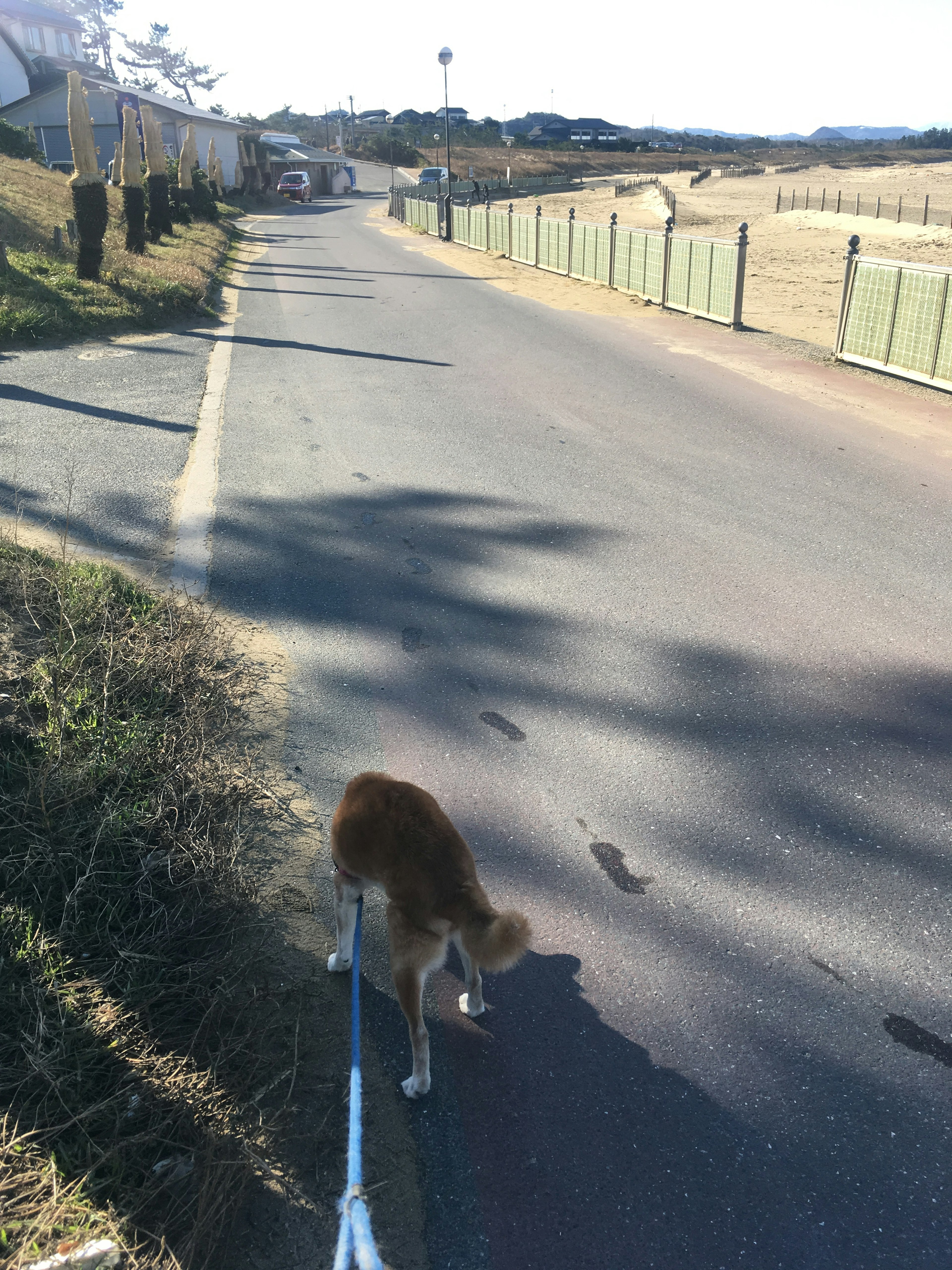 犬が散歩している道路の風景