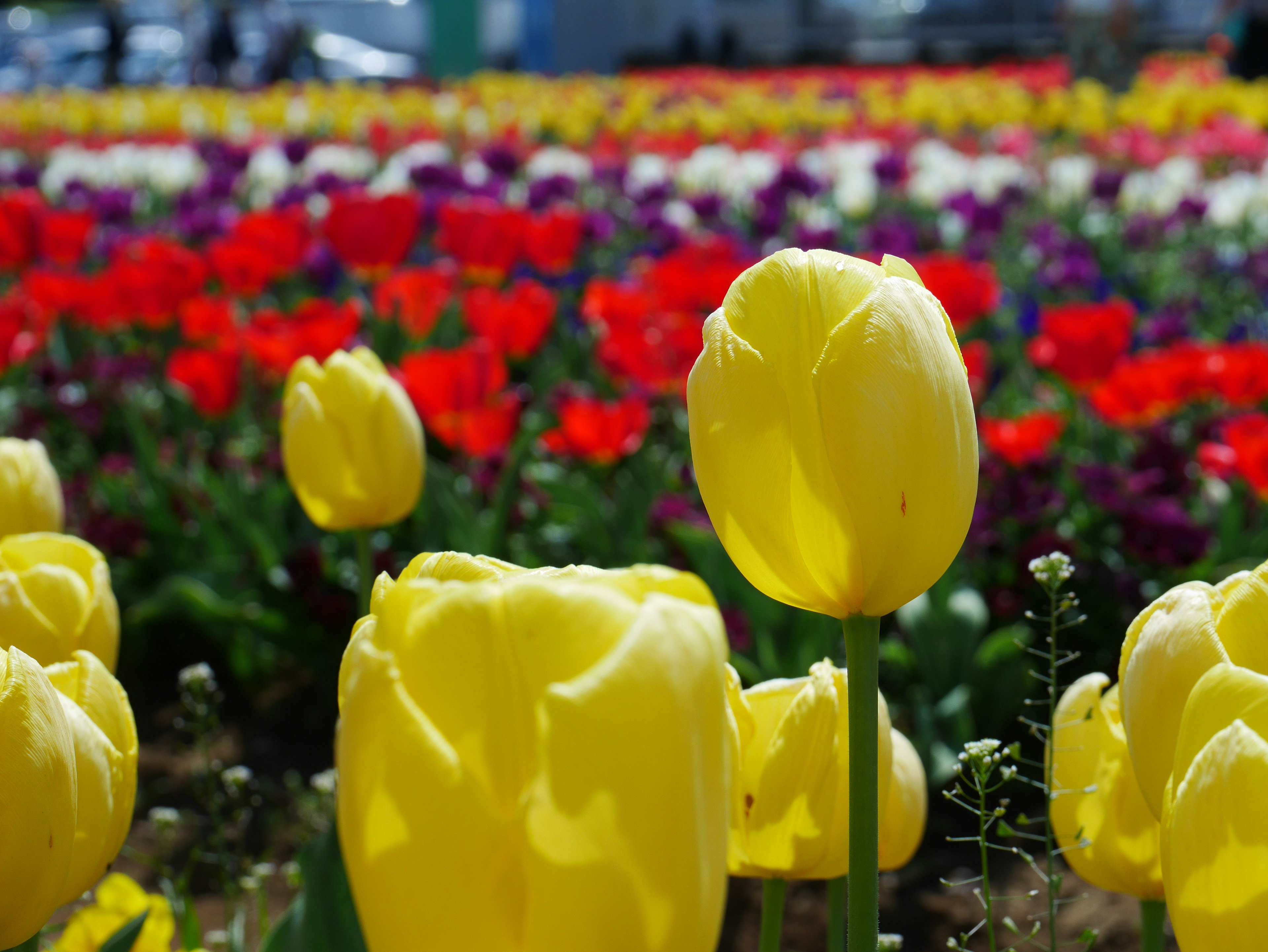 Yellow tulips blooming in a vibrant field of multicolored tulips