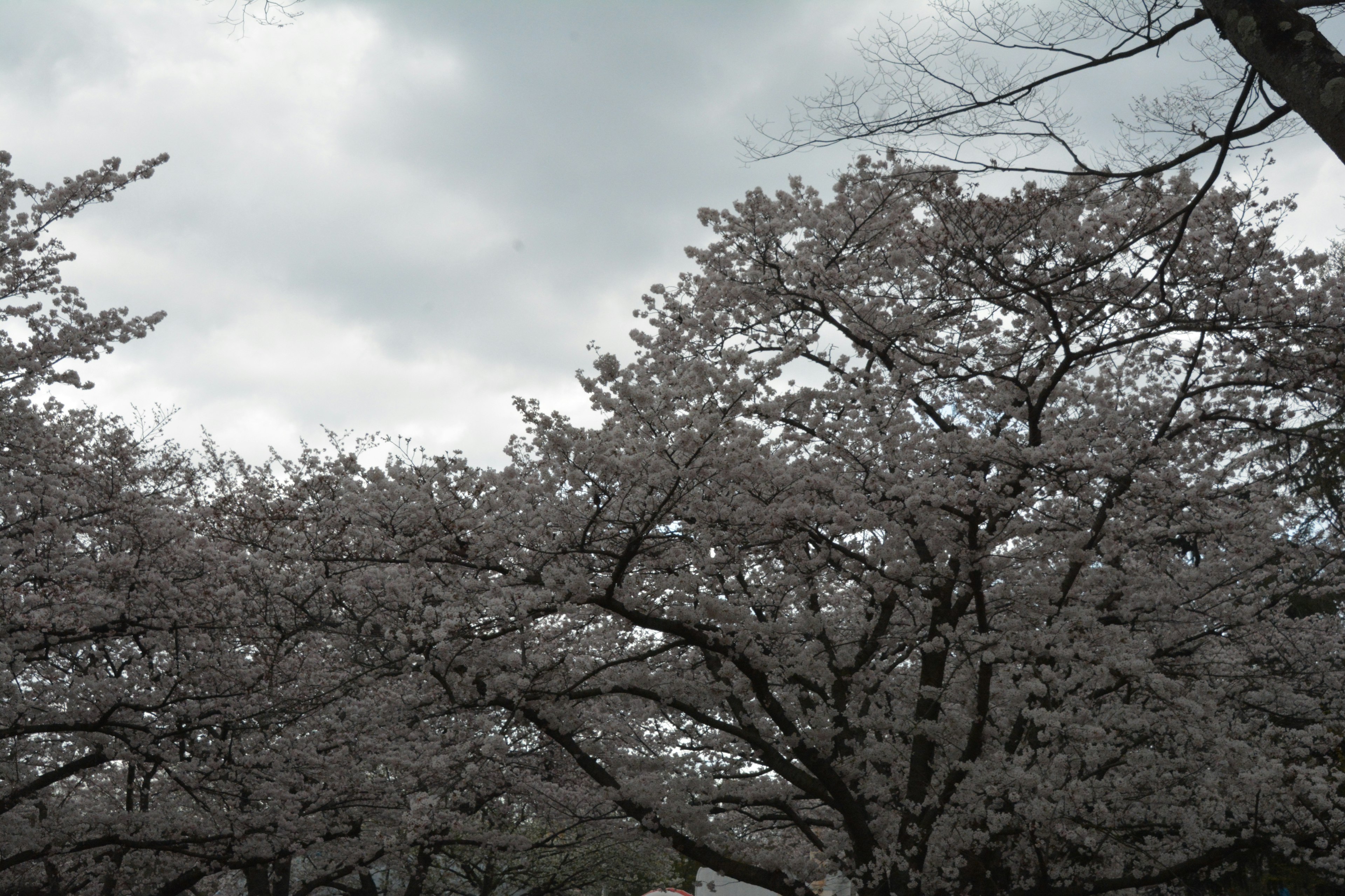 Alberi di ciliegio in fiore sotto un cielo nuvoloso