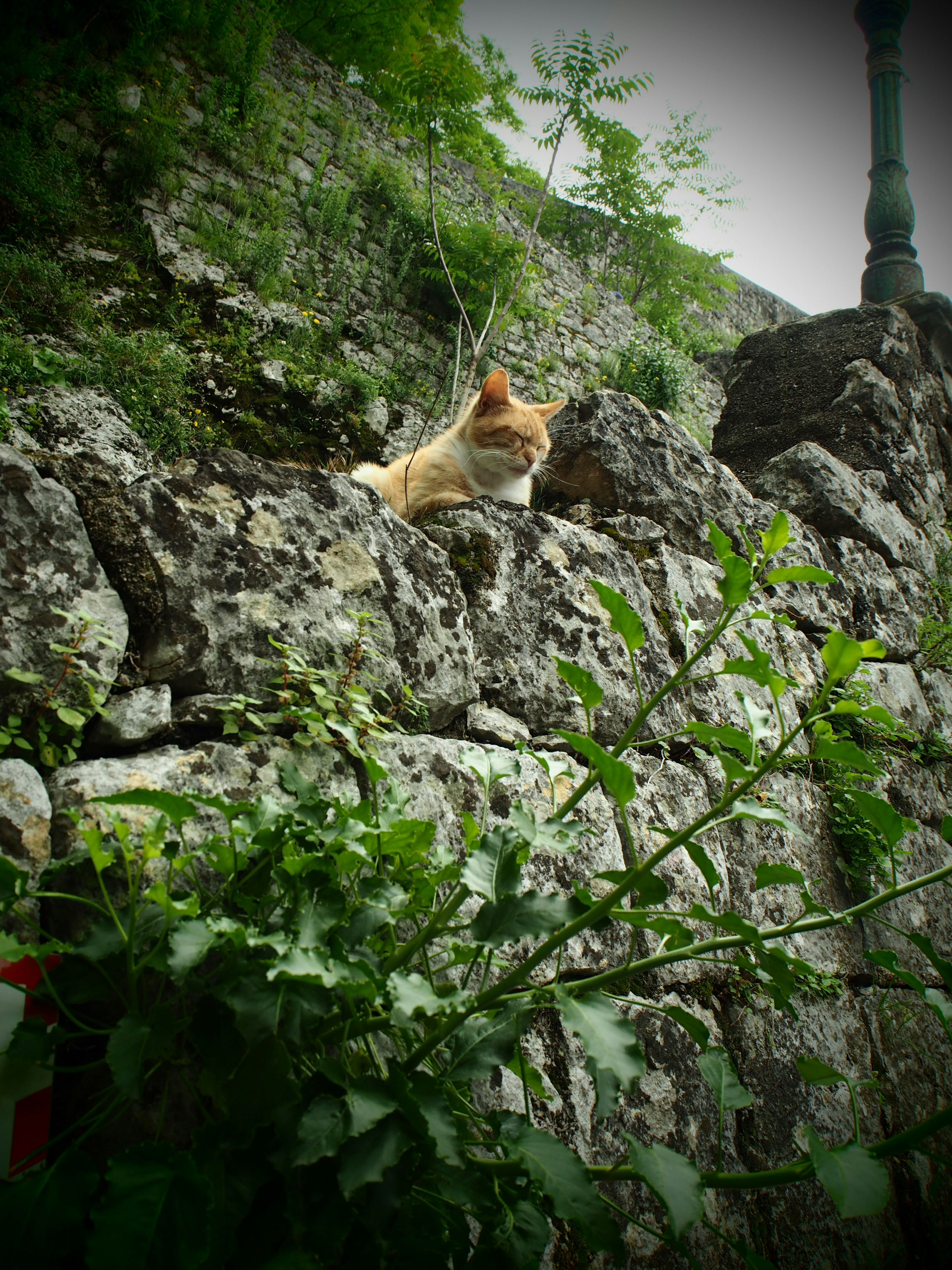 Orange cat sitting on a rocky wall surrounded by green plants